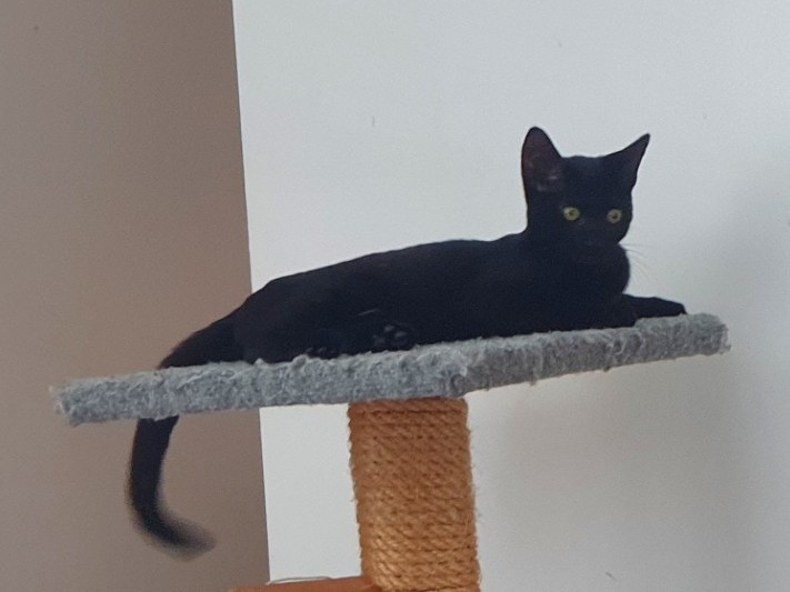 A black cat lies stretched out on top of a carpeted cat tree, looking to the right. The background is mostly white wall with a small section of beige.