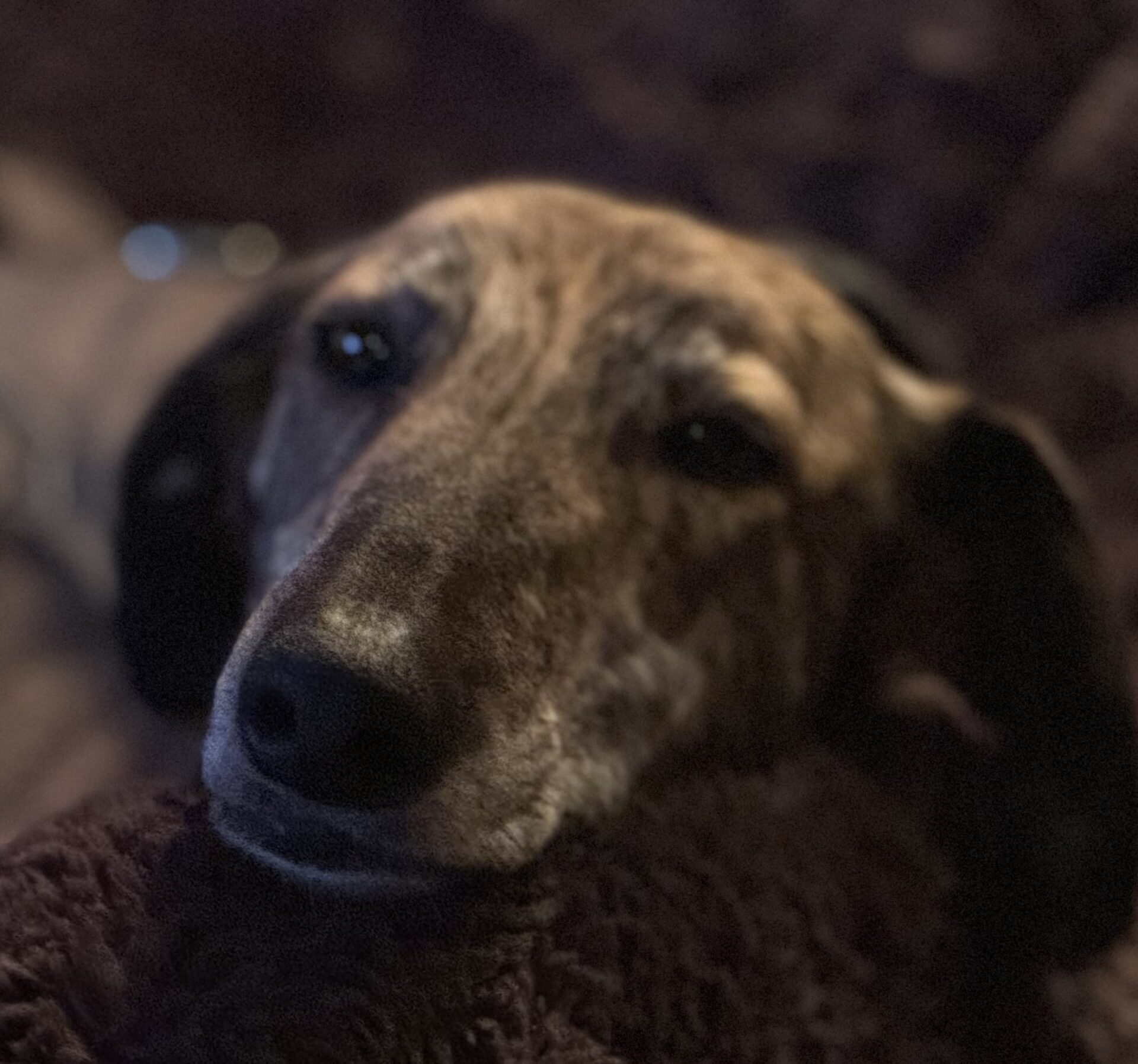 A close-up of a brindle-colored Lurcher with dark eyes, lying on a soft, dark blanket and looking relaxed and comfortable.