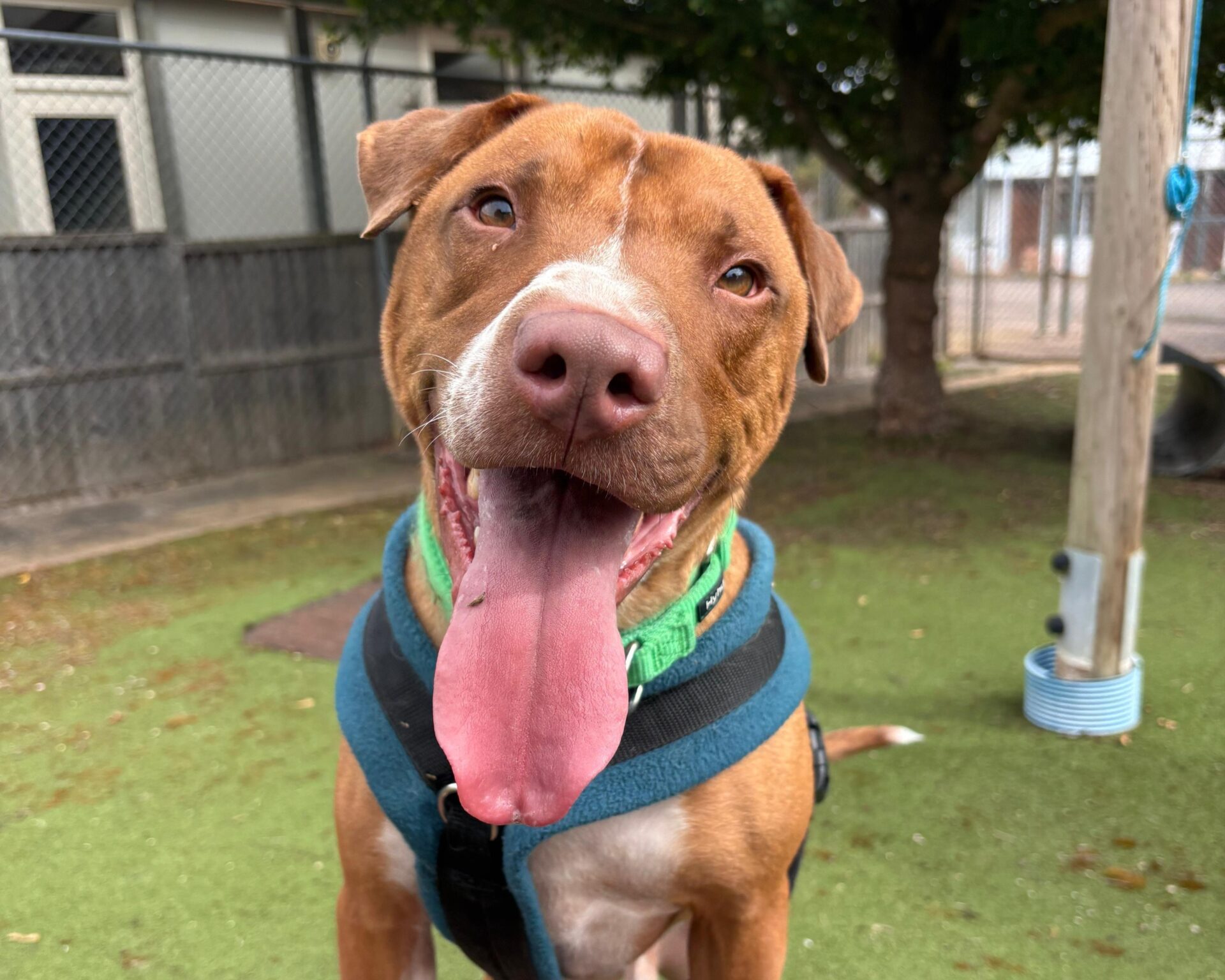 A happy brown Staffordshire Bull Terrier cross with a green bandana and harness stands outside on grass, mouth open and tongue out, with a fenced area and trees in the background.