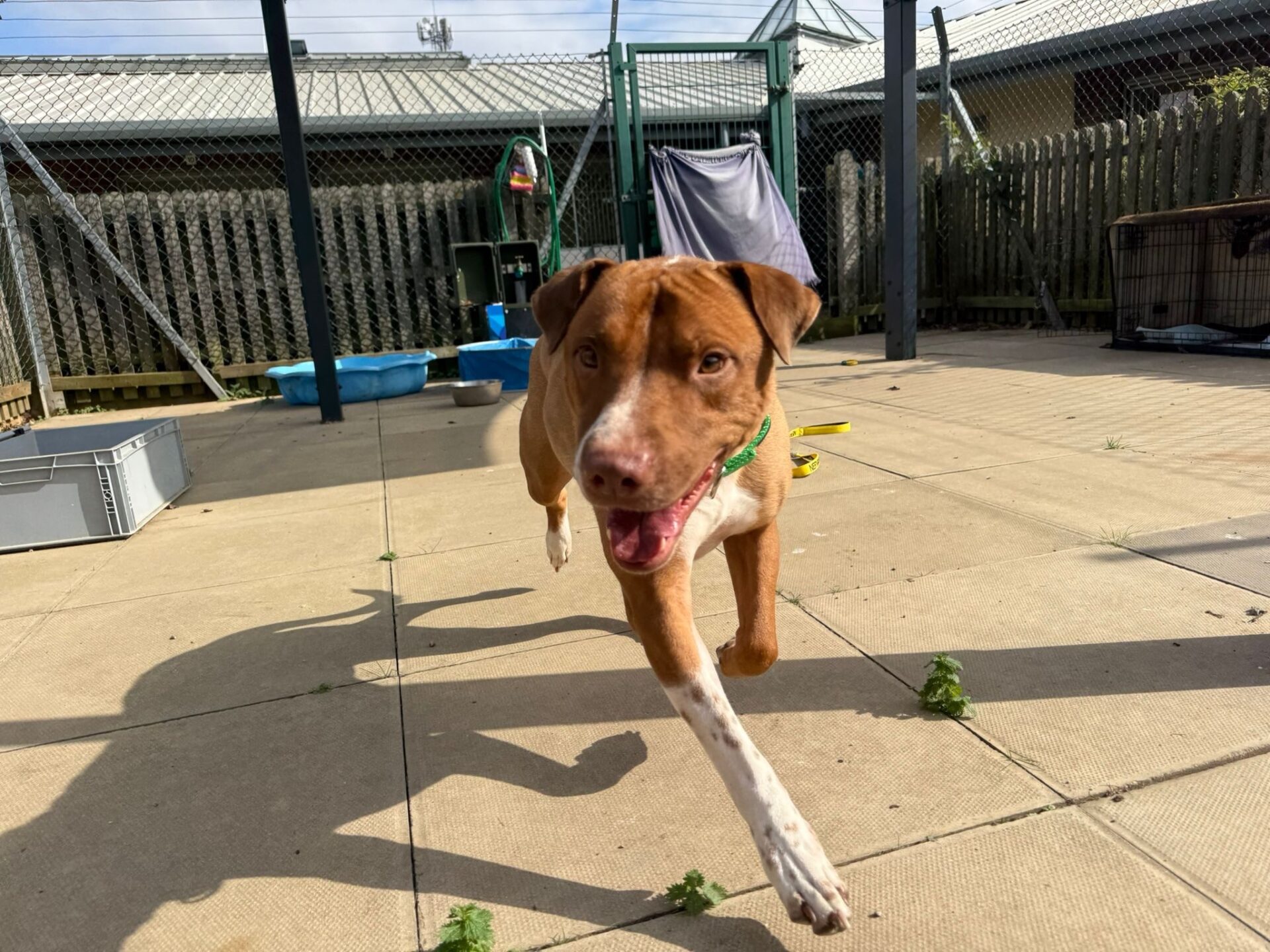 A brown and white Staffordshire Bull Terrier cross with a green collar runs excitedly toward the camera on a sunny day in an outdoor fenced area with concrete tiles and scattered objects.