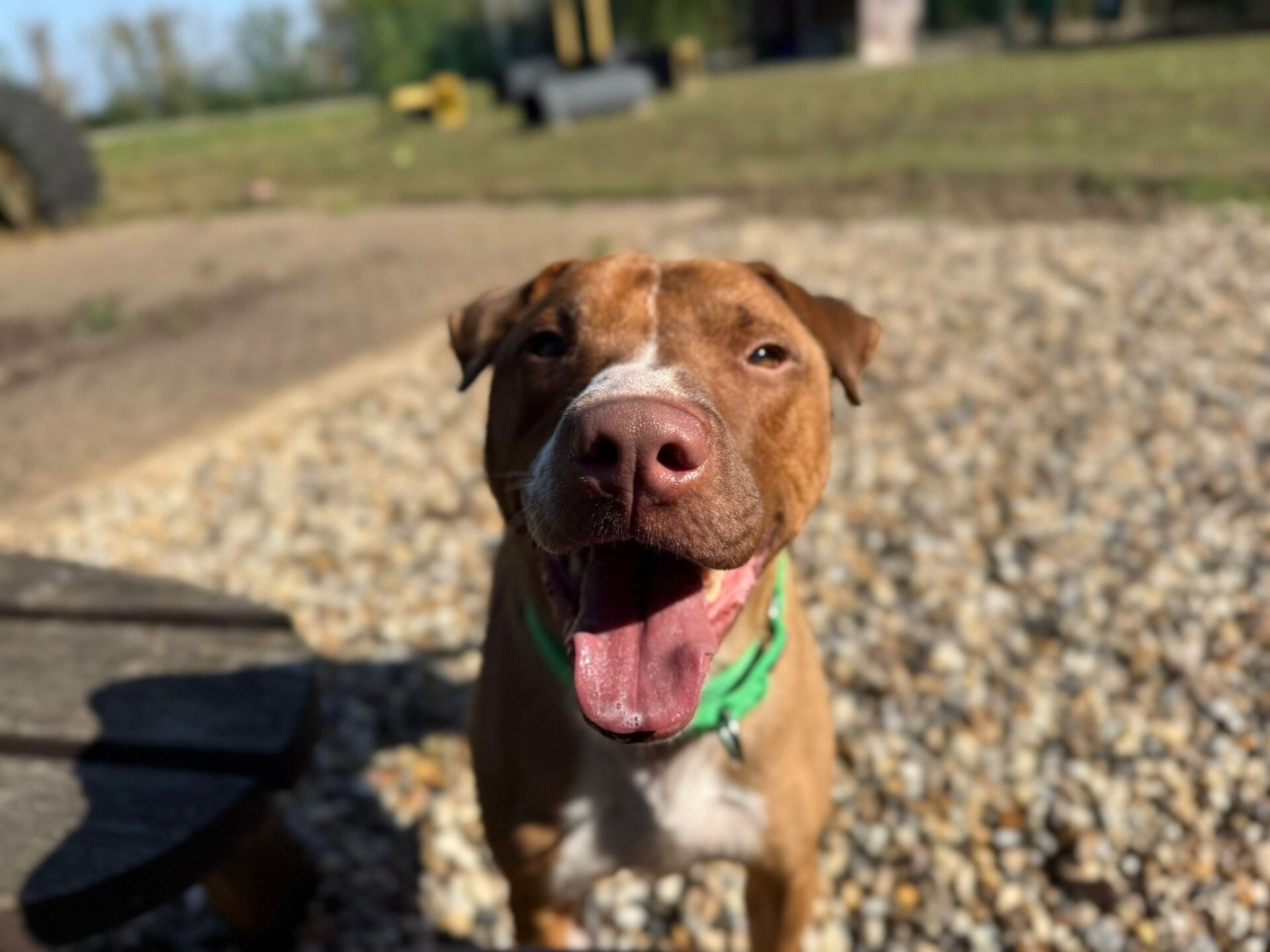 A brown Staffordshire Bull Terrier cross with a green collar stands on gravel, looking at the camera with its mouth open as if smiling. The background is outdoors, featuring grass and blurred objects.