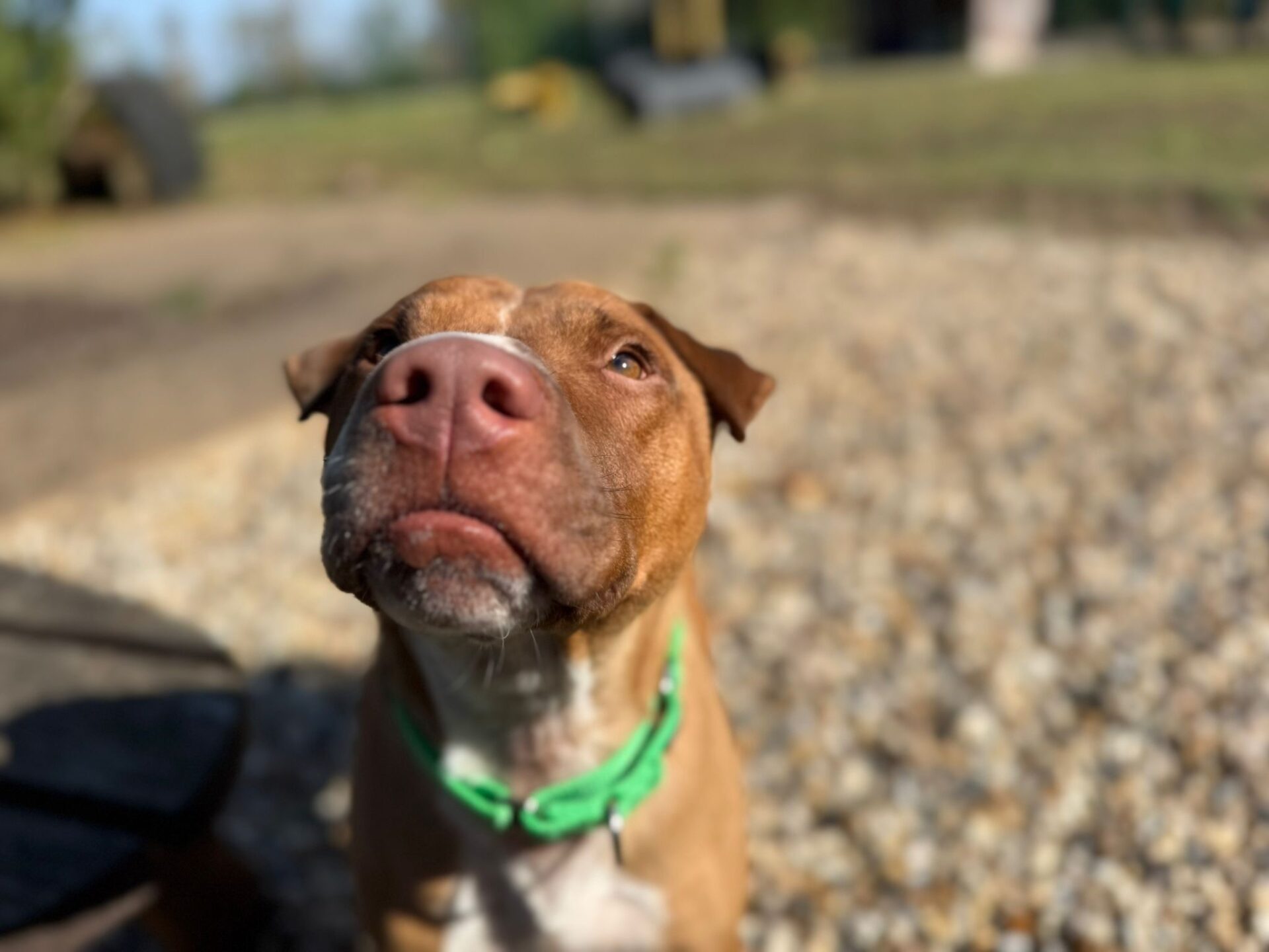 A brown and white Staffordshire Bull Terrier cross wearing a green collar sits on gravel, looking up with a curious expression. The background is blurred, with grass and outdoor elements visible.