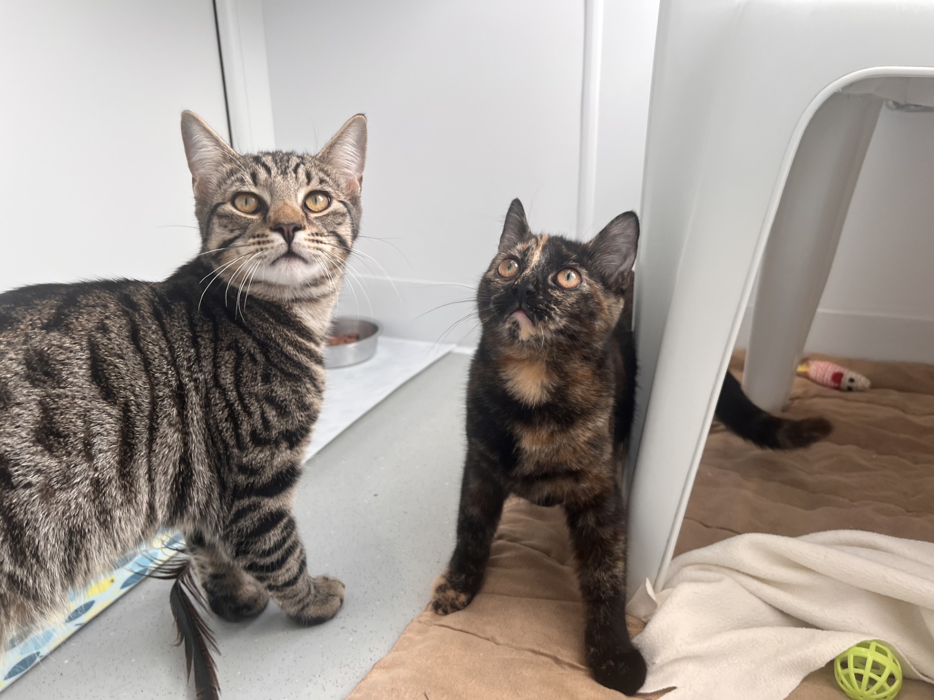 Two young cats, one a gray tabby and the other a tortoiseshell, stand on a beige mat indoors. The tabby looks up to the left, and the tortoiseshell gazes upward. There are bowls, a toy, and a white table nearby.