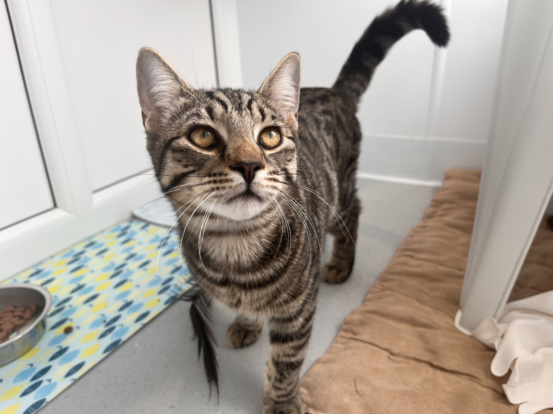 A tabby cat with a striped coat stands on a light floor next to a patterned mat with a bowl of food and a tan cushion, looking up with alert, curious eyes.