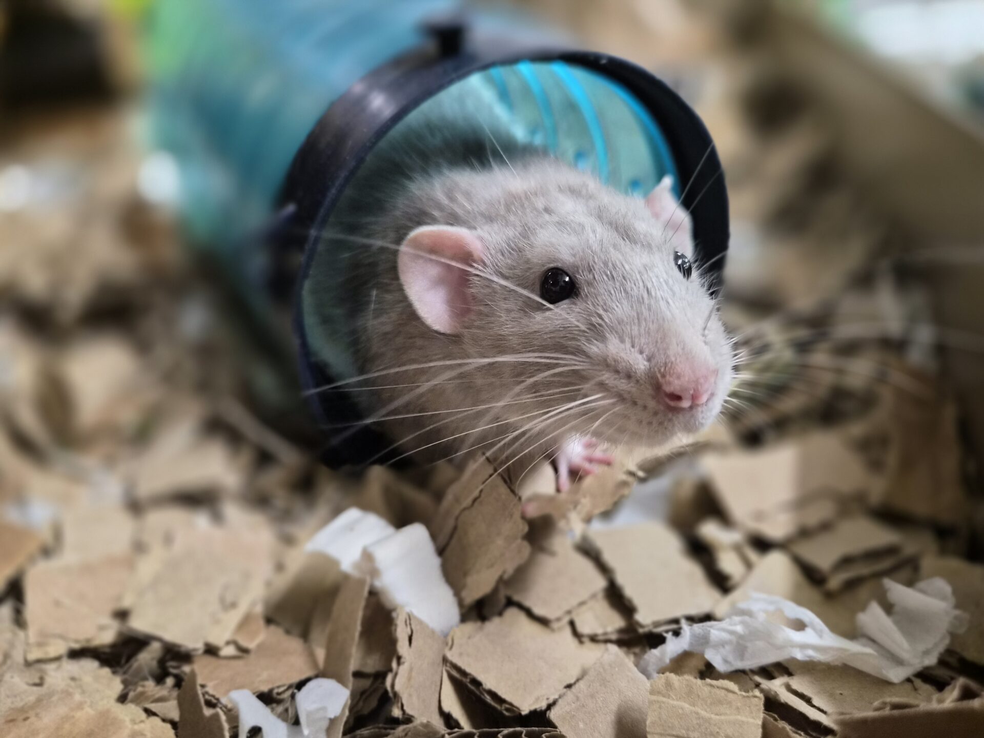 A grey rat peeks out from a blue plastic tunnel, surrounded by shredded cardboard and paper bedding. The rats whiskers are prominent, and its expression appears curious.