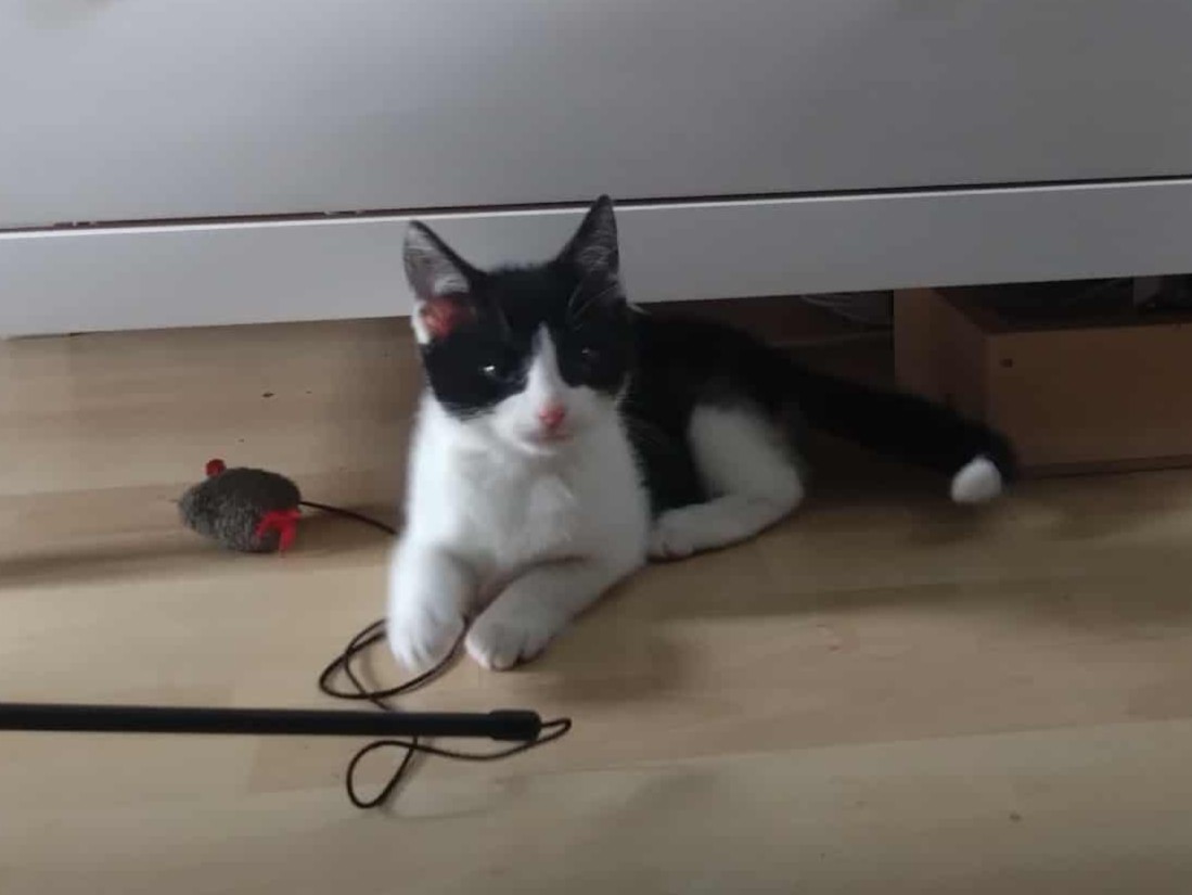 A black and white kitten lies on a wooden floor near a toy mouse and a string, looking towards the camera. It is positioned in front of white furniture.