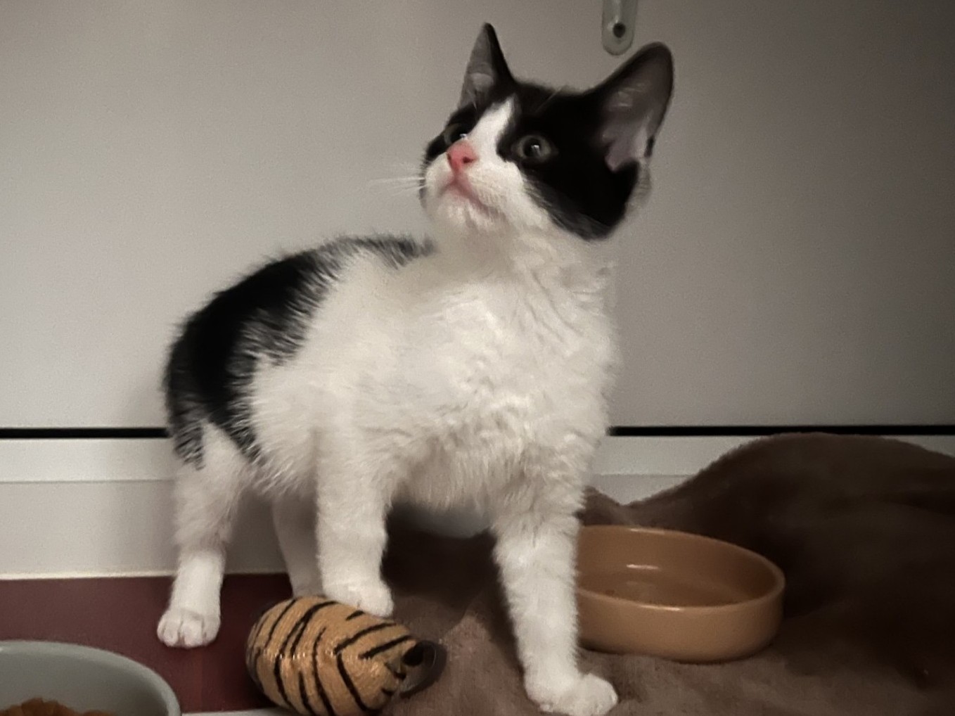 A black and white kitten stands on a soft blanket next to a food bowl and a small tiger-striped toy, looking up with curiosity.