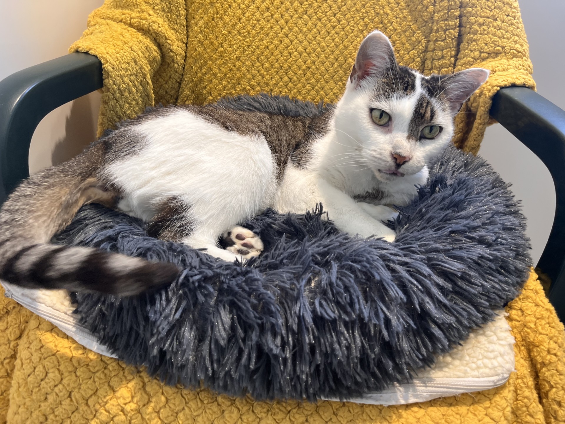 A white and gray cat is lying on a fluffy gray bed placed on a yellow textured blanket draped over a chair. The cat is looking slightly to the side with its front paws tucked under its body.