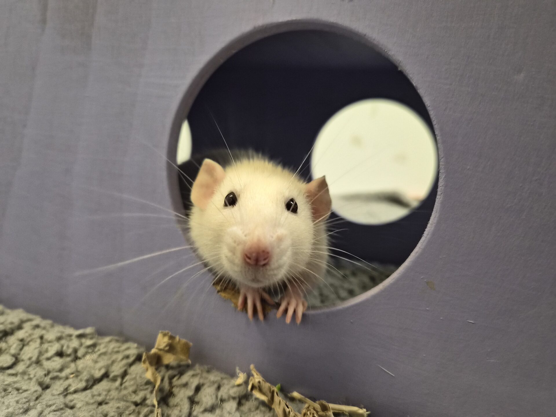 A light-colored rat peeks through a circular hole in a purple wooden box, with its front paws resting on the edge and its whiskers spread wide. The background is soft and out of focus.