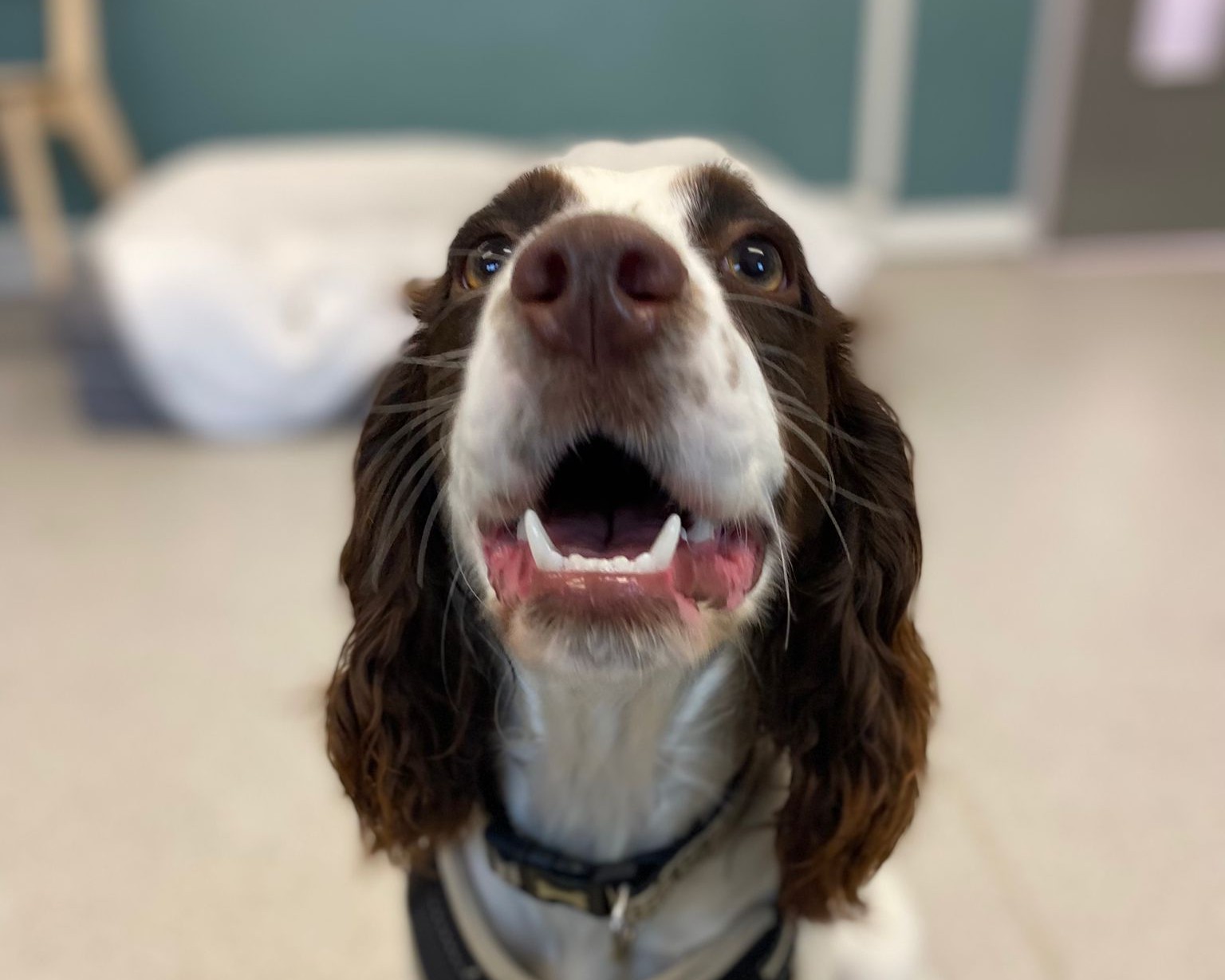 A close-up of a brown and white dog with long ears looking up, mouth open as if excited, indoors with a blurred background.