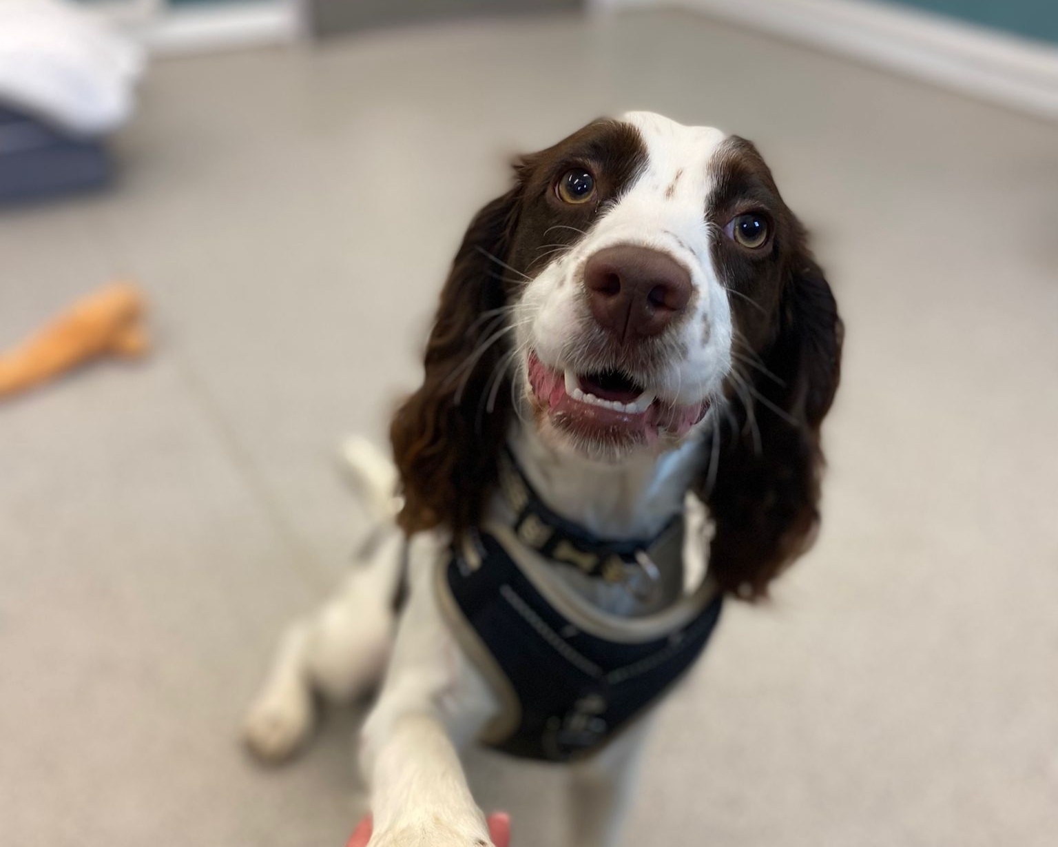 A happy brown and white dog wearing a harness sits indoors on a light floor, looking up and extending its paw, as if to shake hands. A chew toy is visible in the background.