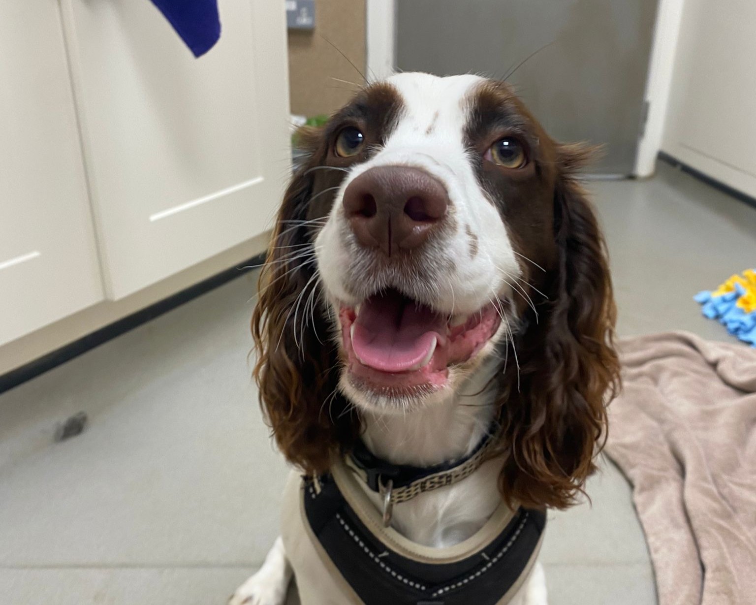 A brown and white dog with long ears and a harness sits indoors on a gray floor, mouth open and tongue out, appearing happy. A towel and some blue and yellow toys are on the floor in the background.