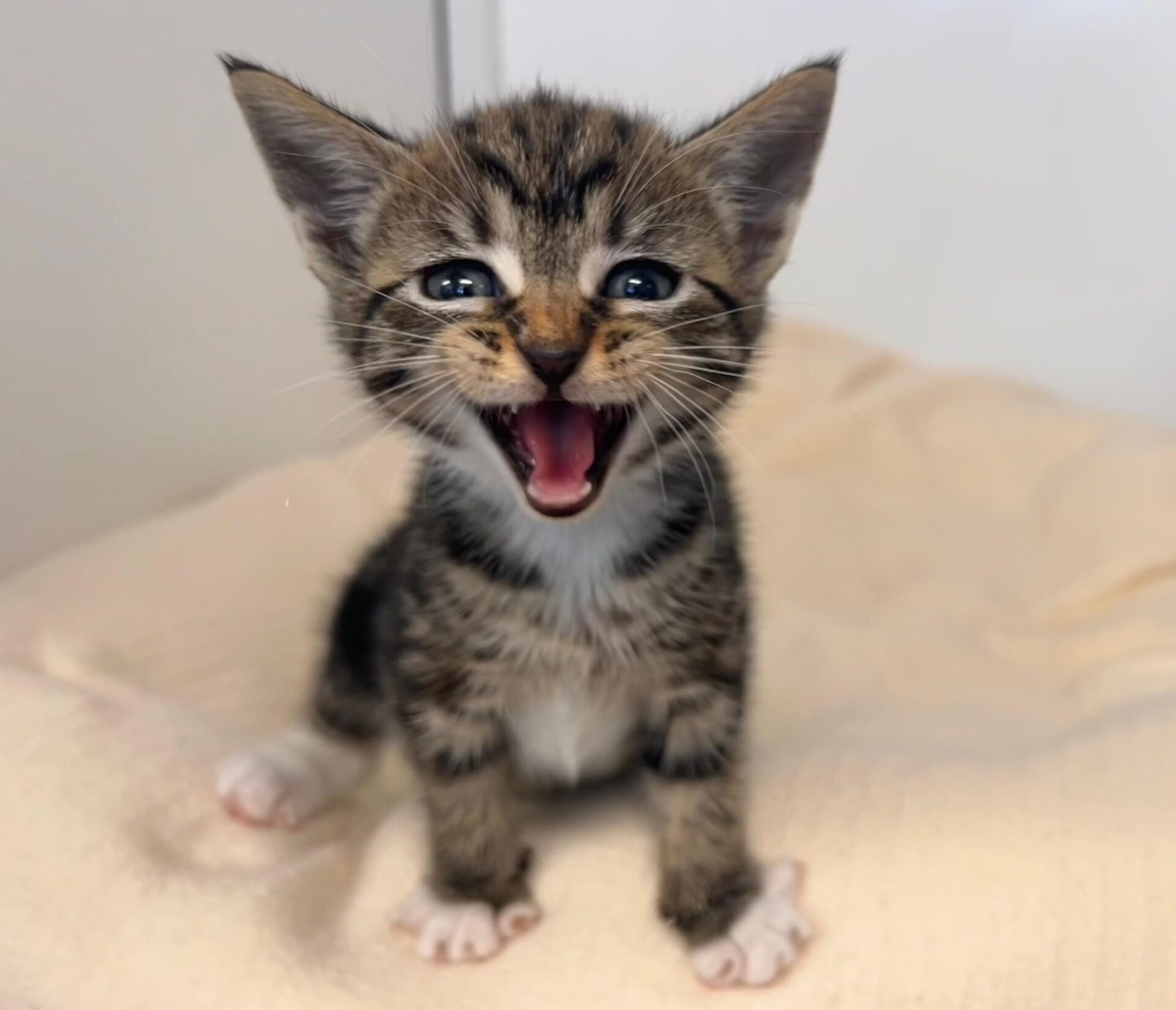A small tabby kitten with white paws sits on a soft cream-colored blanket, looking up with its mouth open as if meowing or mewing, and its eyes wide and ears perked up.