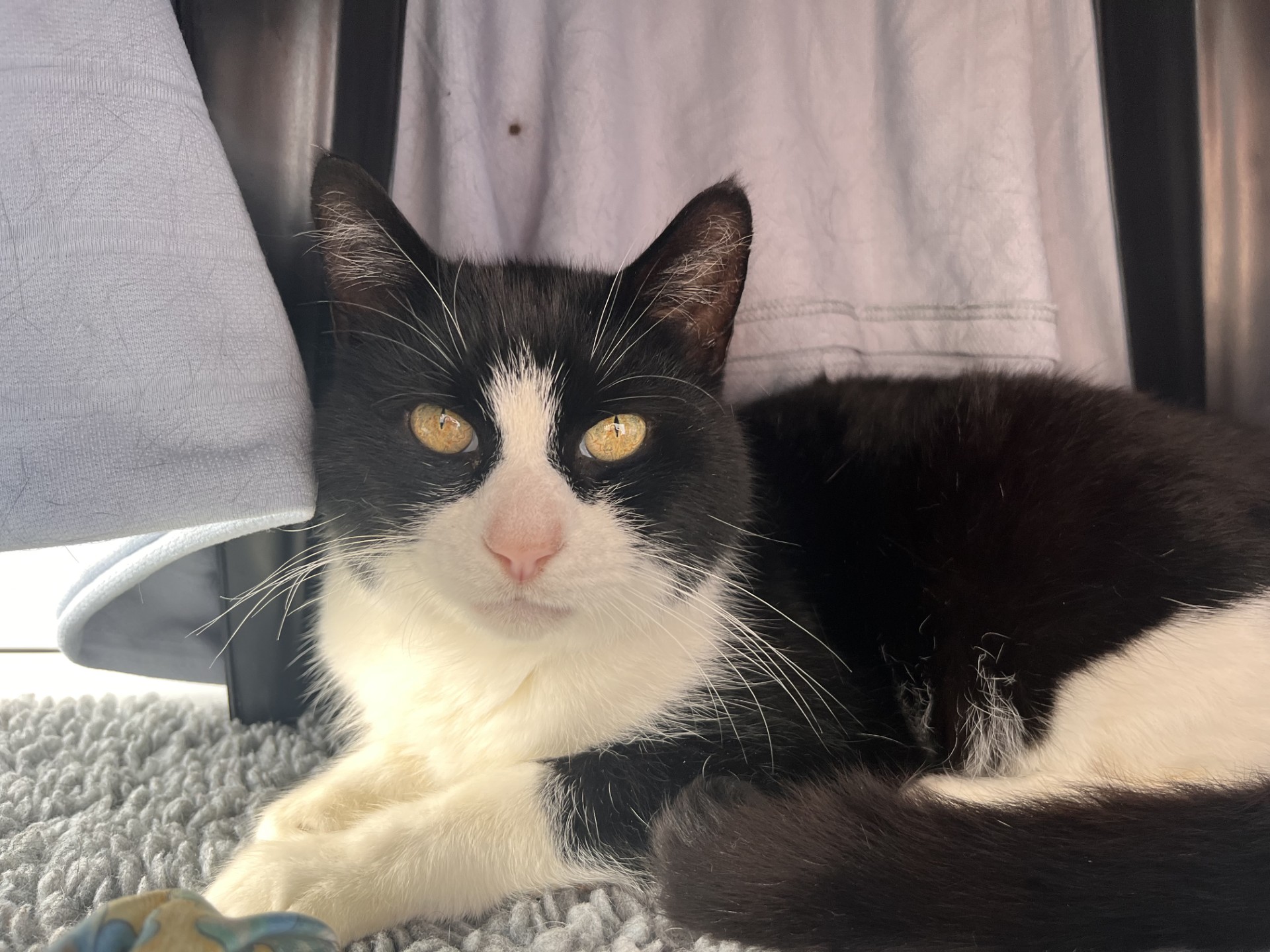 A black and white Felix domestic short hair cat with yellow eyes lies on a textured gray blanket, partly under a piece of furniture with a hanging white cloth in the background.