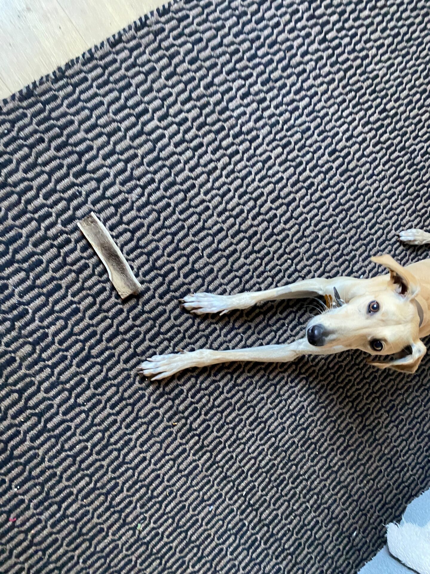 Floyd, a slender lurcher dog, lies on a patterned dark rug, stretching his front legs forward. A chew bone is placed in front of him on the rug.