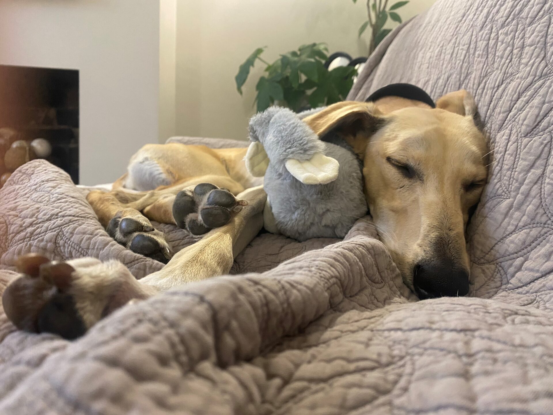 Floyd the lurcher is sleeping on a quilted blanket with his head resting on a gray stuffed toy, looking peaceful and relaxed. There is a green plant in the background.