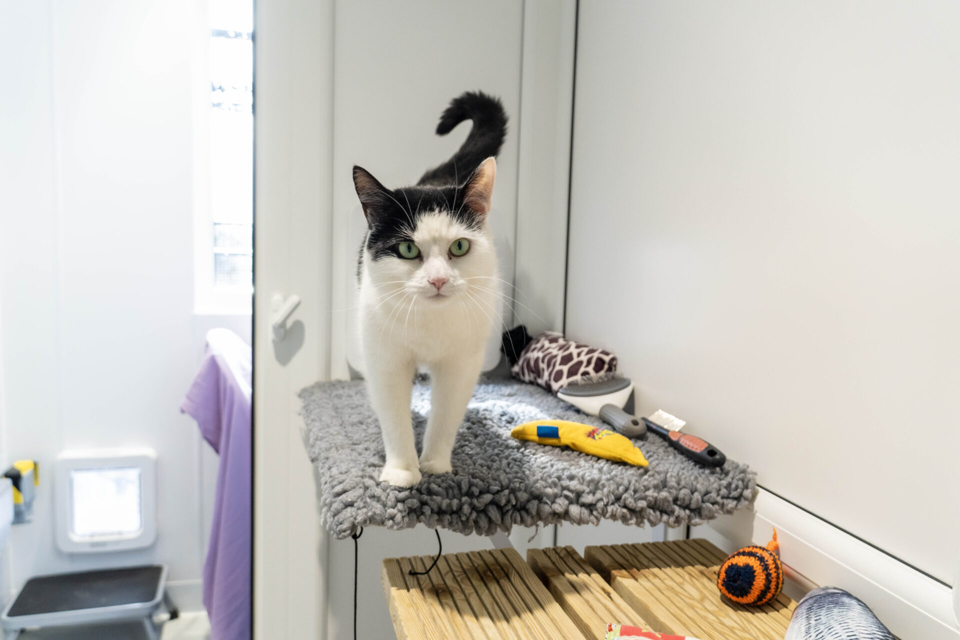A black and white cat stands on a gray fleece shelf in a bright room, surrounded by colorful cat toys, including a yellow mouse and an orange ball.