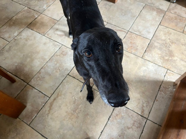 Freddie, a black Greyhound with a long snout and soulful eyes, looks up while standing on a tiled floor indoors.