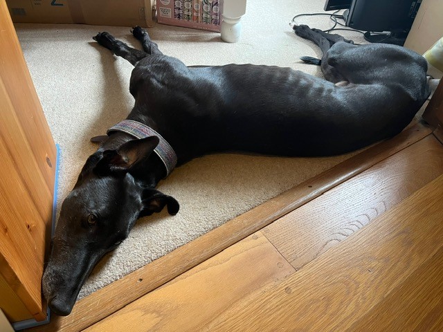 Freddie, a black greyhound with a collar, is lying on its side on a carpeted floor, head resting near the edge of a wooden floor. The relaxed dog stretches its legs out behind it.