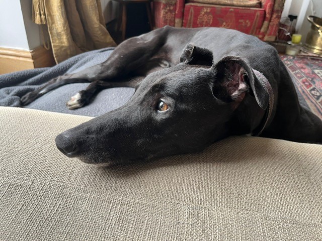 Freddie, a black greyhound, lies on a sofa, resting his head on the armrest and looking off to the side. The background features patterned furniture and a carpet.