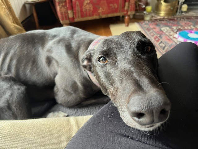 Freddie, a black Greyhound with a white chin, rests his head on a person's lap, looking up with gentle eyes. The dog is lying on a sofa in a cozy living room with patterned furniture and a rug in the background.