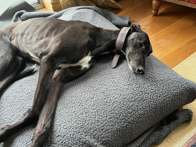 Freddie, a black Greyhound with a white patch on his chest, is lying on a thick, dark grey fleece blanket indoors, looking relaxed and resting his head sideways.