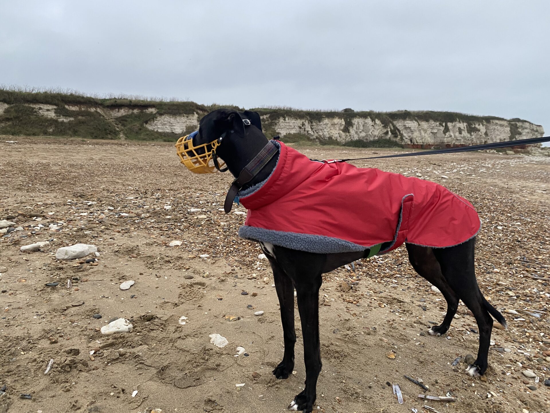 A black Greyhound wearing a red coat and a yellow muzzle stands on a sandy beach with a leash attached, facing limestone cliffs under a cloudy sky.