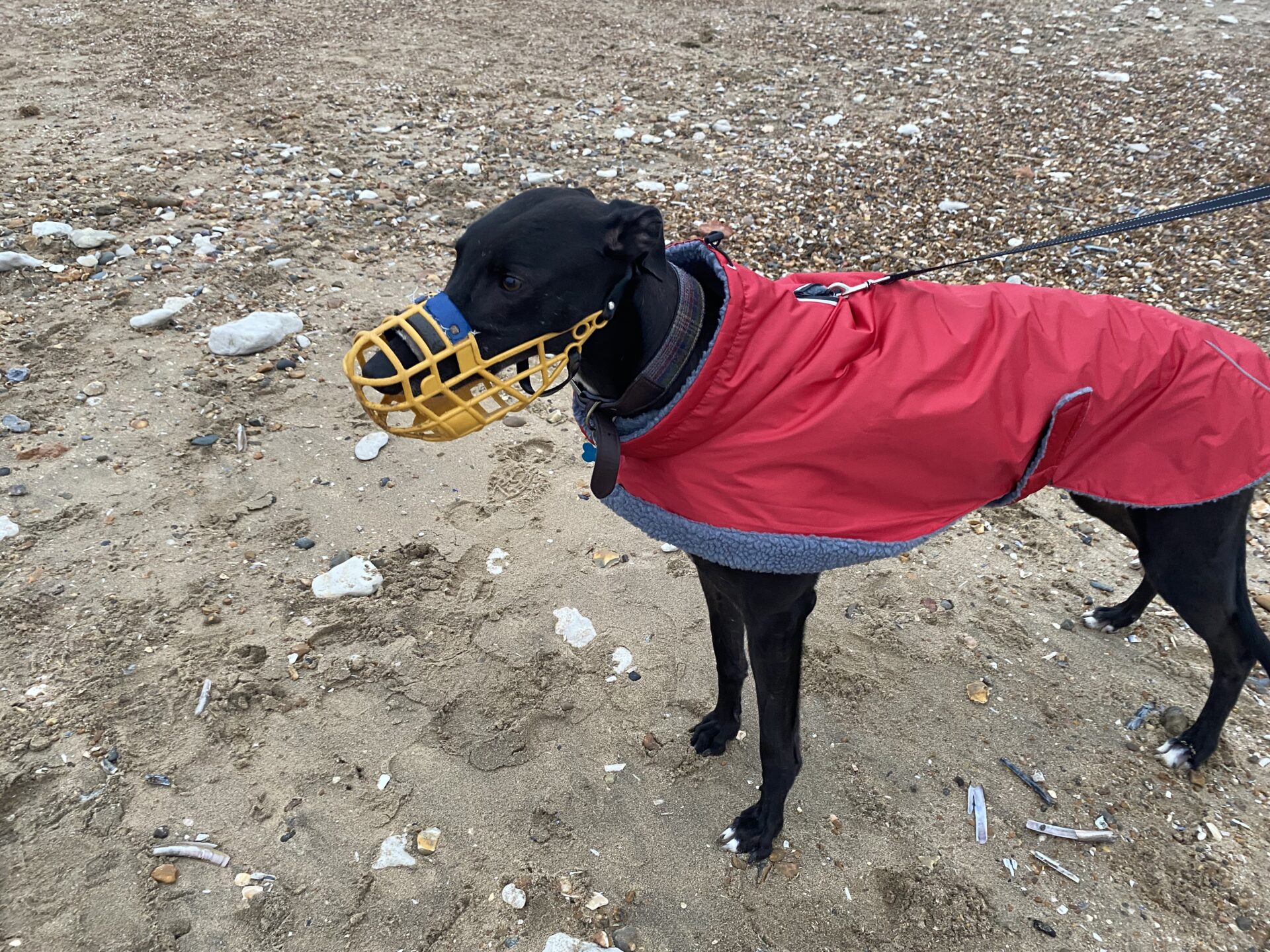 A black greyhound wearing a red coat and a yellow muzzle stands on a sandy, rocky beach while on a leash.