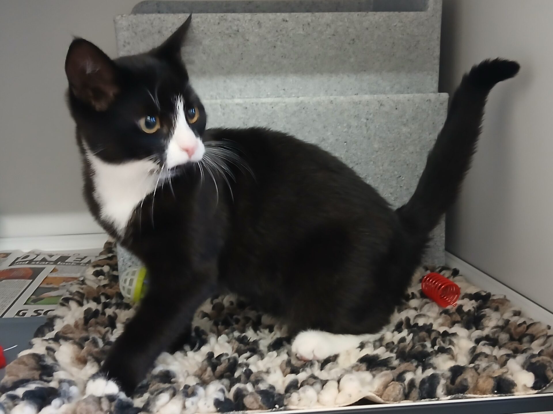 A black and white cat with a white chest and paws sits on a soft patterned mat, looking to the side. Toys and newspaper are nearby inside what appears to be an animal shelter or enclosure.