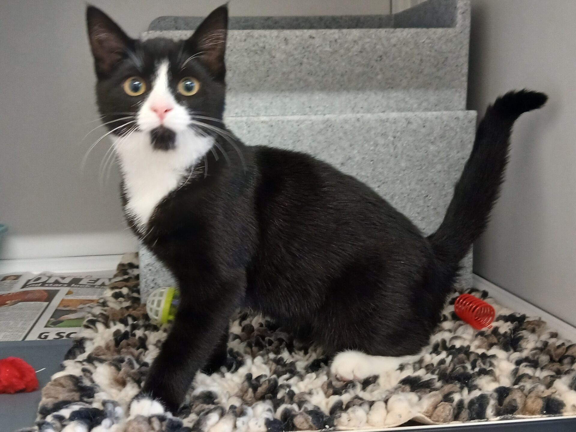 A black and white cat with wide eyes sits on a textured mat in a gray enclosure, surrounded by toys and newspapers.