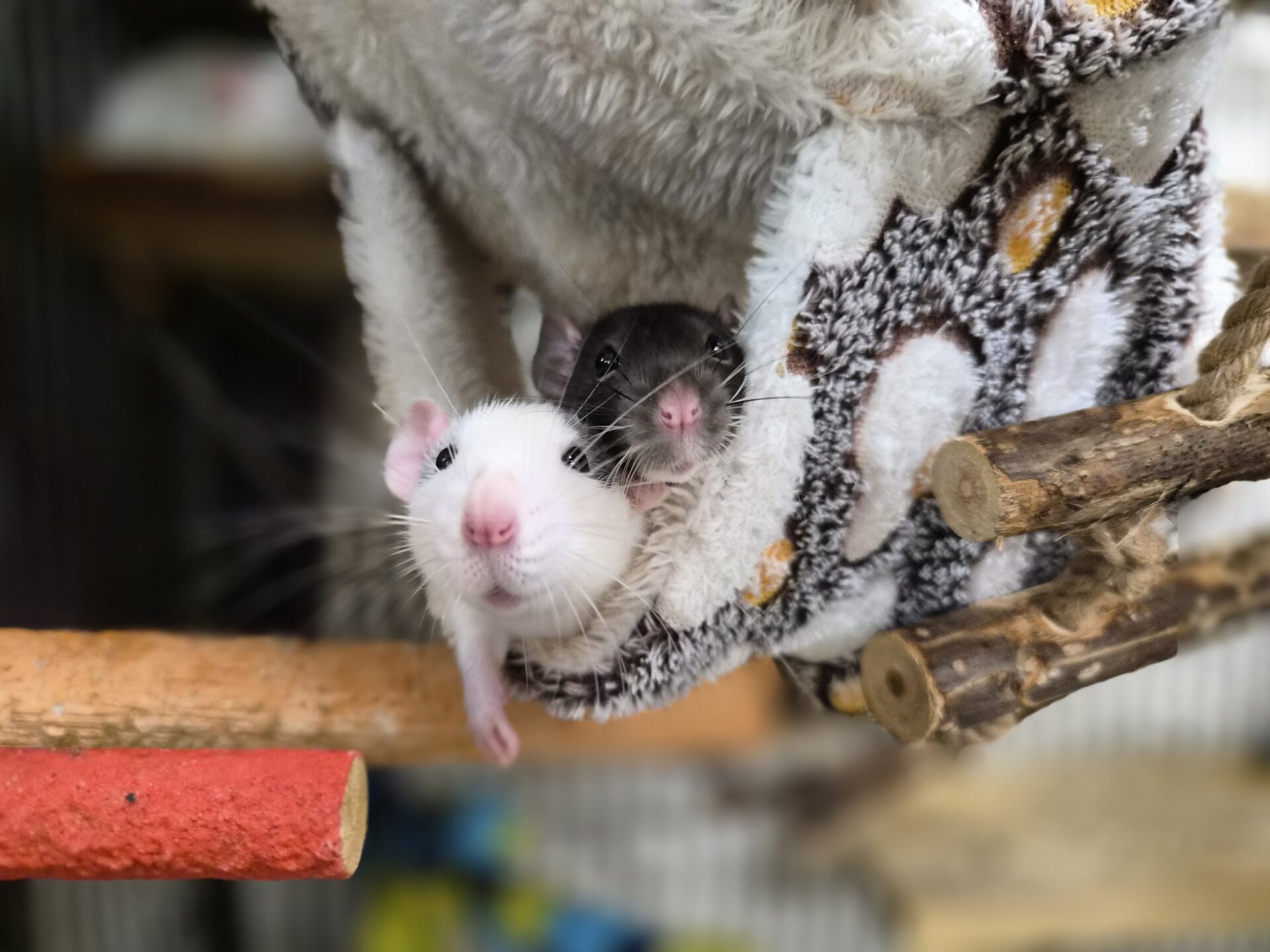 Two rats, one white and one black, peek out from a cozy, patterned hammock inside a cage. Wooden branches are nearby, and the background is softly blurred.