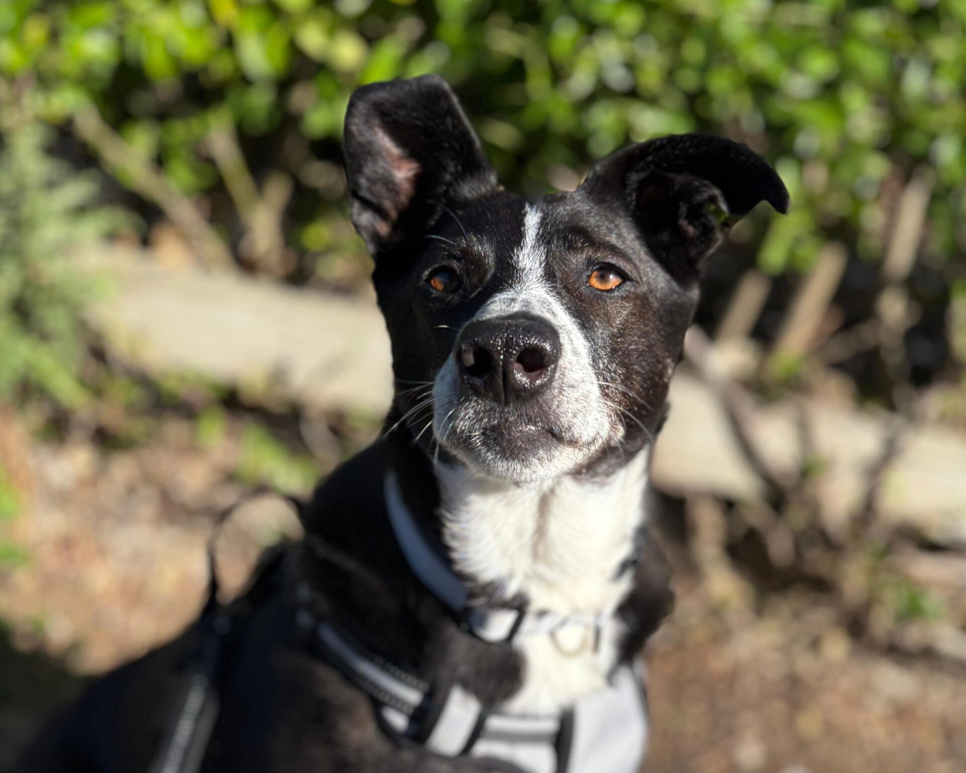 A black and white dog with pointed ears and a harness sits outdoors in sunlight, looking attentively at the camera. Greenery is blurred in the background.