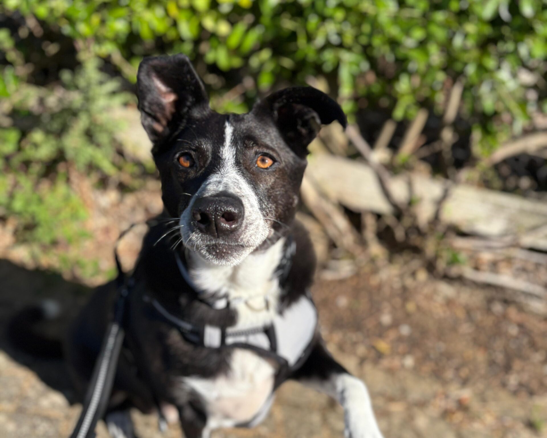 A black and white dog wearing a harness sits outdoors on a sunny day, looking up at the camera with one ear perked up and greenery in the blurred background.
