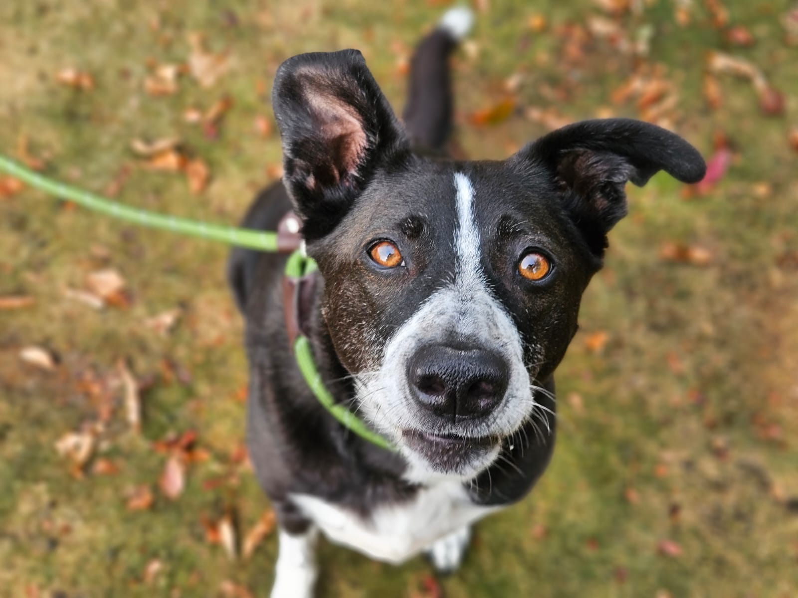 A black and white dog with alert ears and bright brown eyes looks up at the camera while sitting on grass, with a green leash attached to its collar.