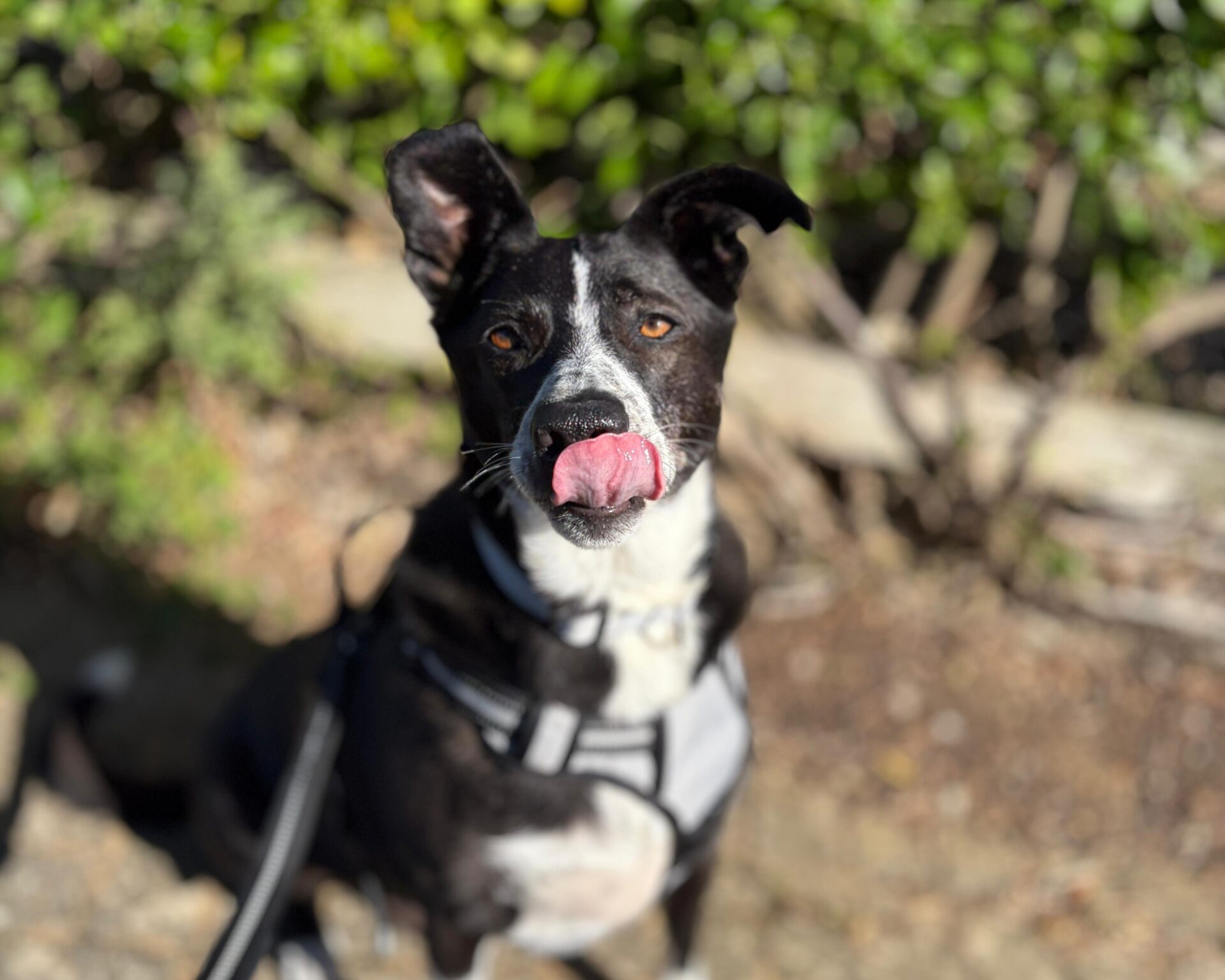 A black and white dog wearing a harness sits outside, looking up with its tongue out, licking its nose. The background is blurred greenery and sunlight.