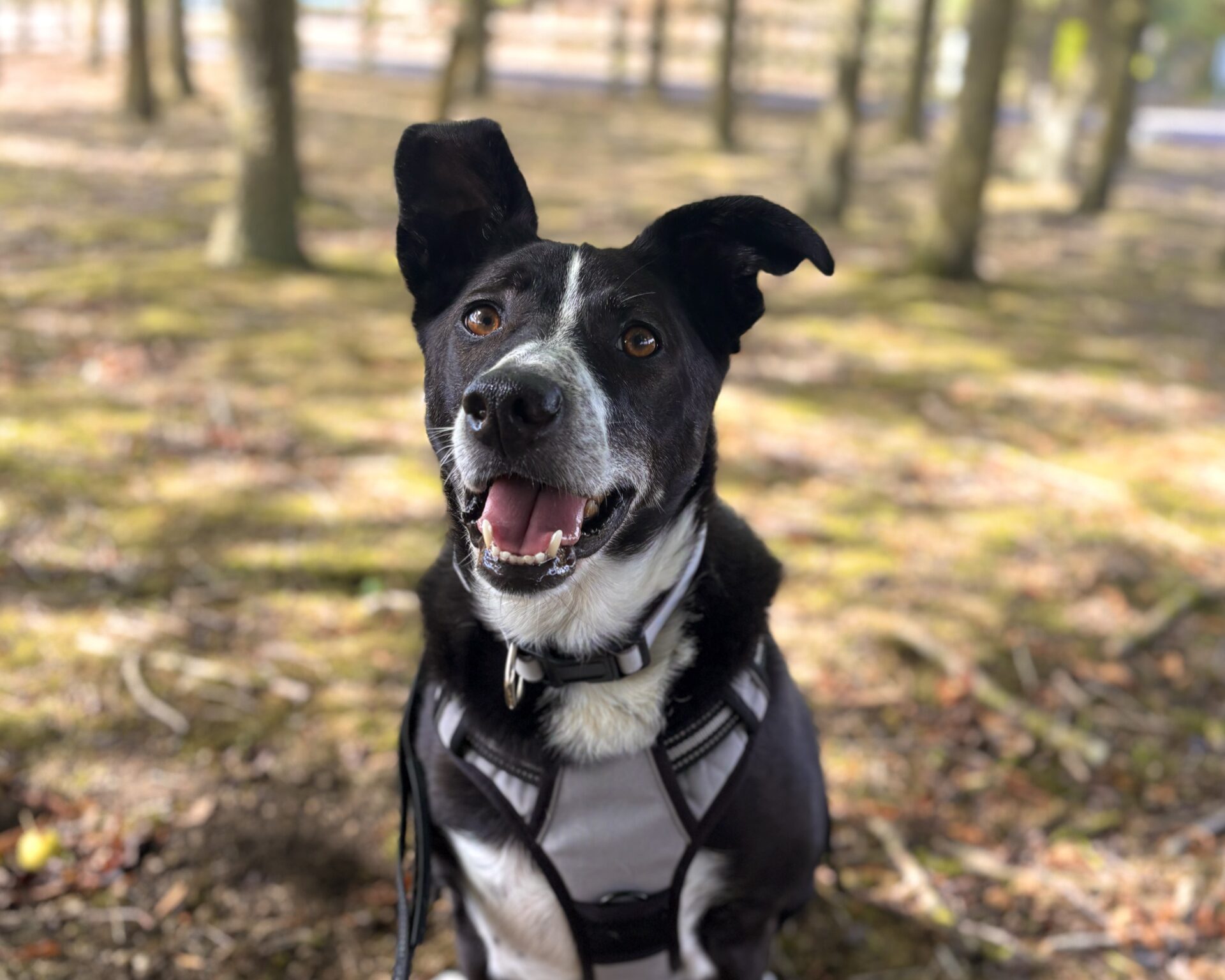 A black and white dog wearing a harness sits outdoors on a sunny day, looking at the camera with its mouth open and ears perked up. Trees and soft sunlight are visible in the background.