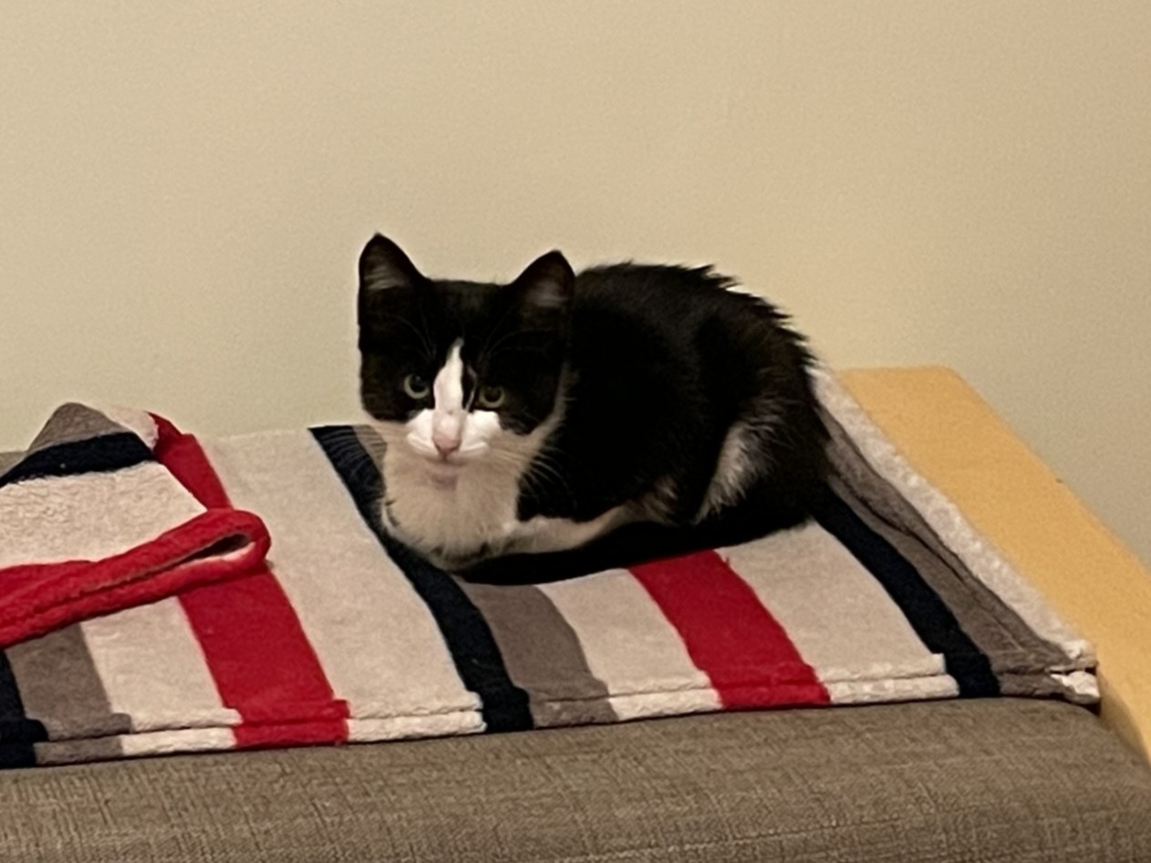 A black and white cat is curled up on a striped blanket with red, gray, and black lines, resting on a cushioned surface against a plain light-colored wall.