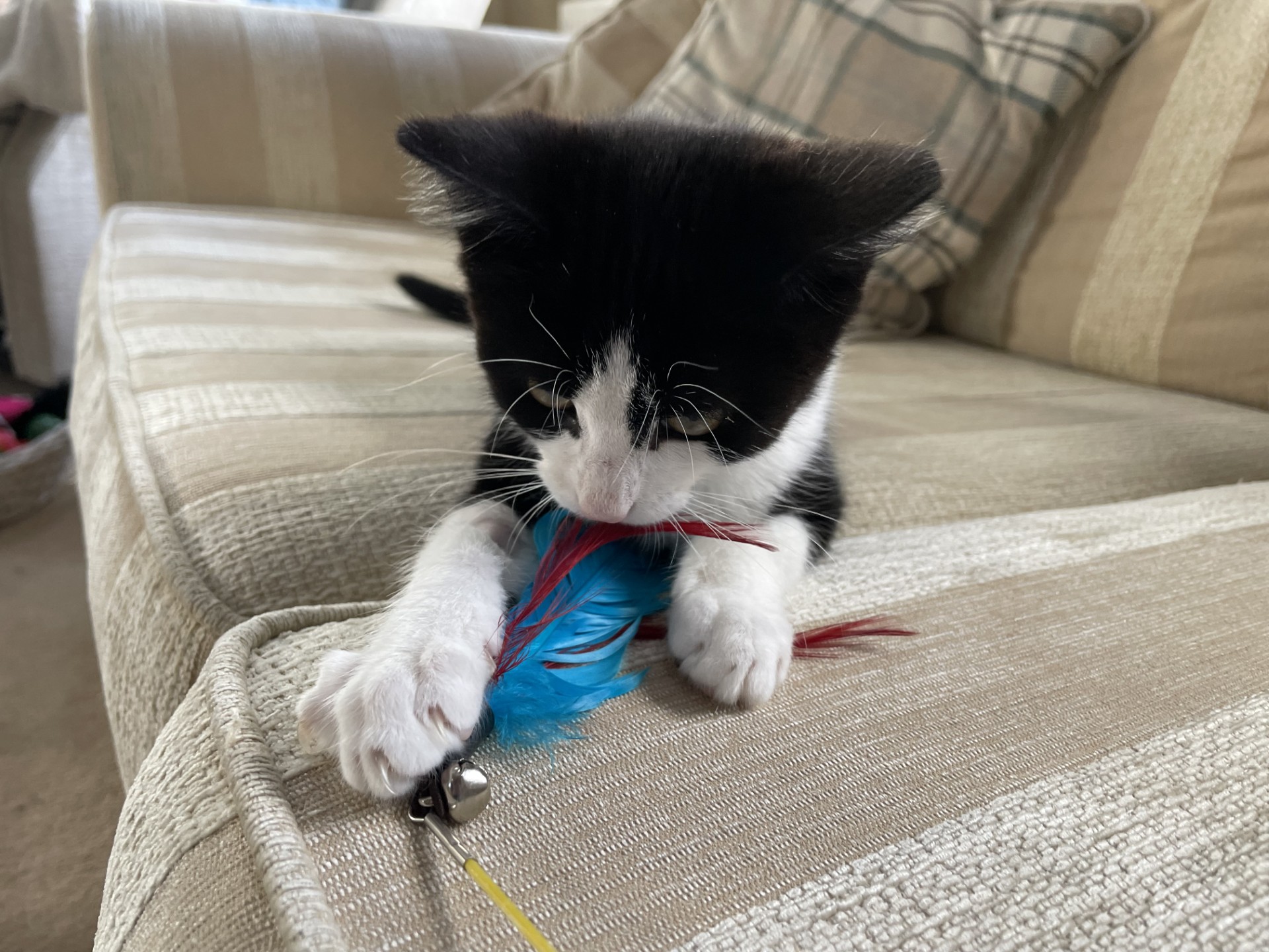 A black and white kitten plays on a striped beige couch, batting at a cat toy with blue and red feathers and a small bell.