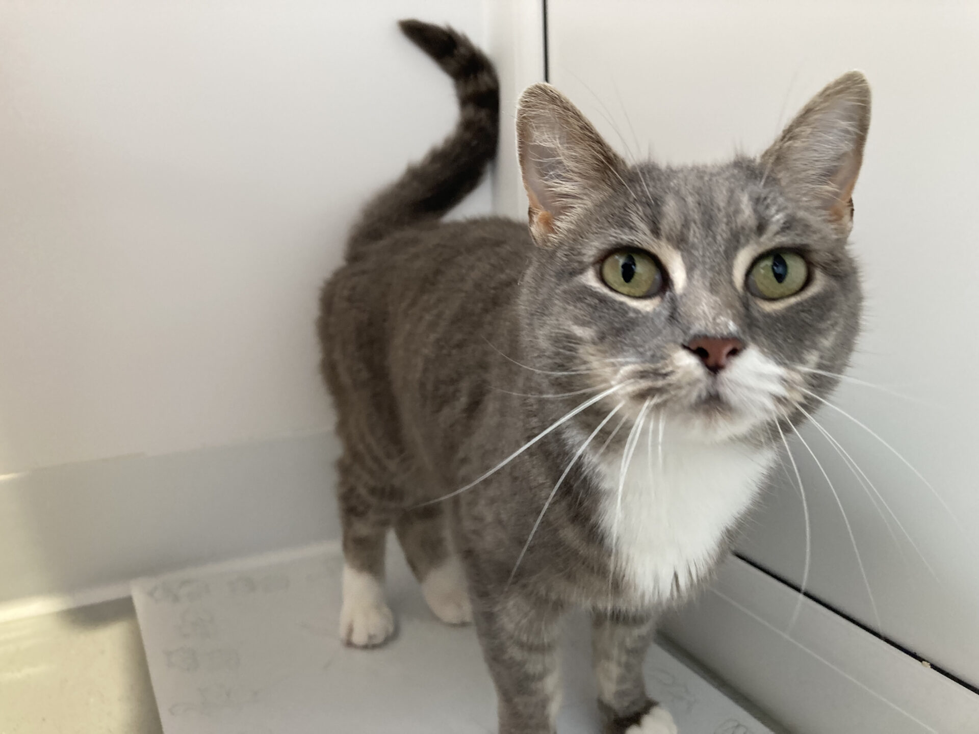 A gray tabby cat with green eyes and a white chest stands on a light surface, looking up curiously at the camera. The background is a plain, light-colored wall and cabinet.