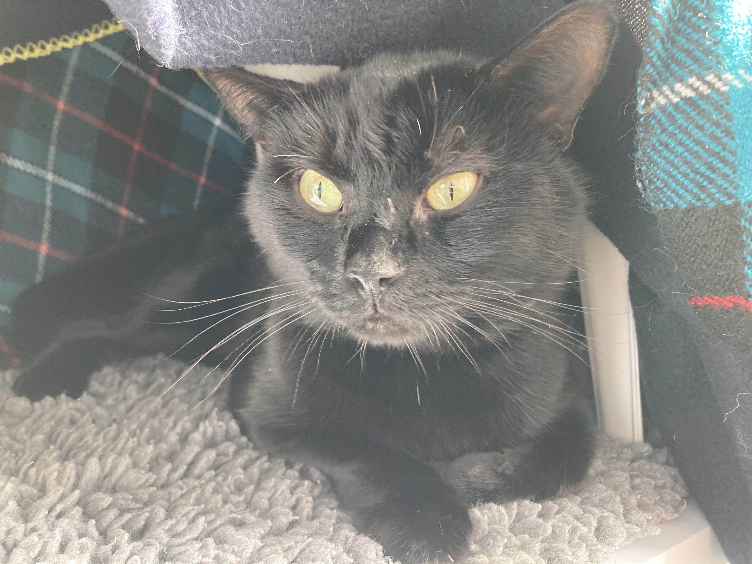 A black cat with yellow eyes lies on a gray textured blanket, partially surrounded by dark plaid and solid-colored fabrics, gazing calmly at the camera.