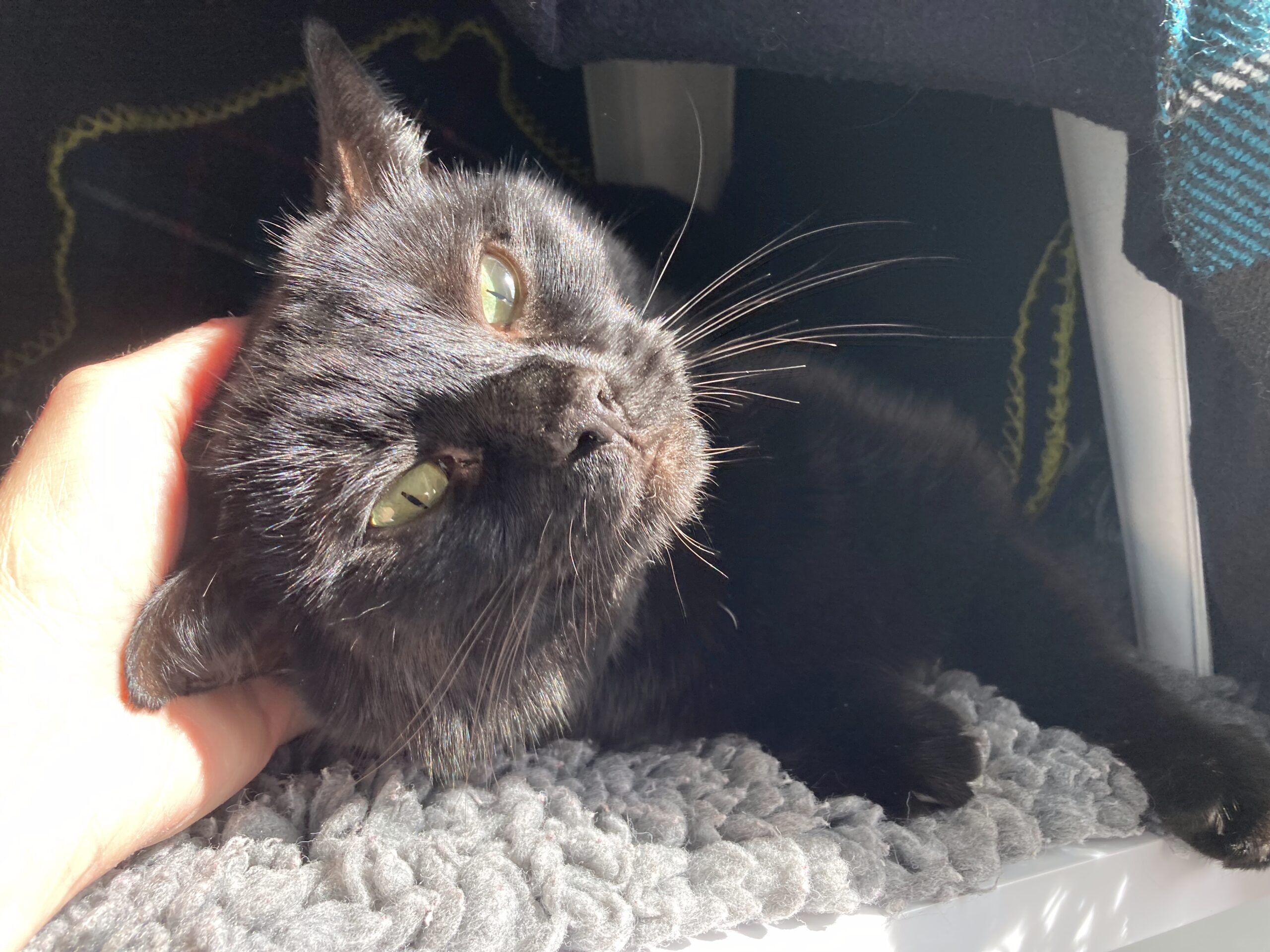 A black cat with green eyes lies on a soft gray mat, tilting its head and enjoying being petted under the chin by a hand, with sunlight illuminating its fur.