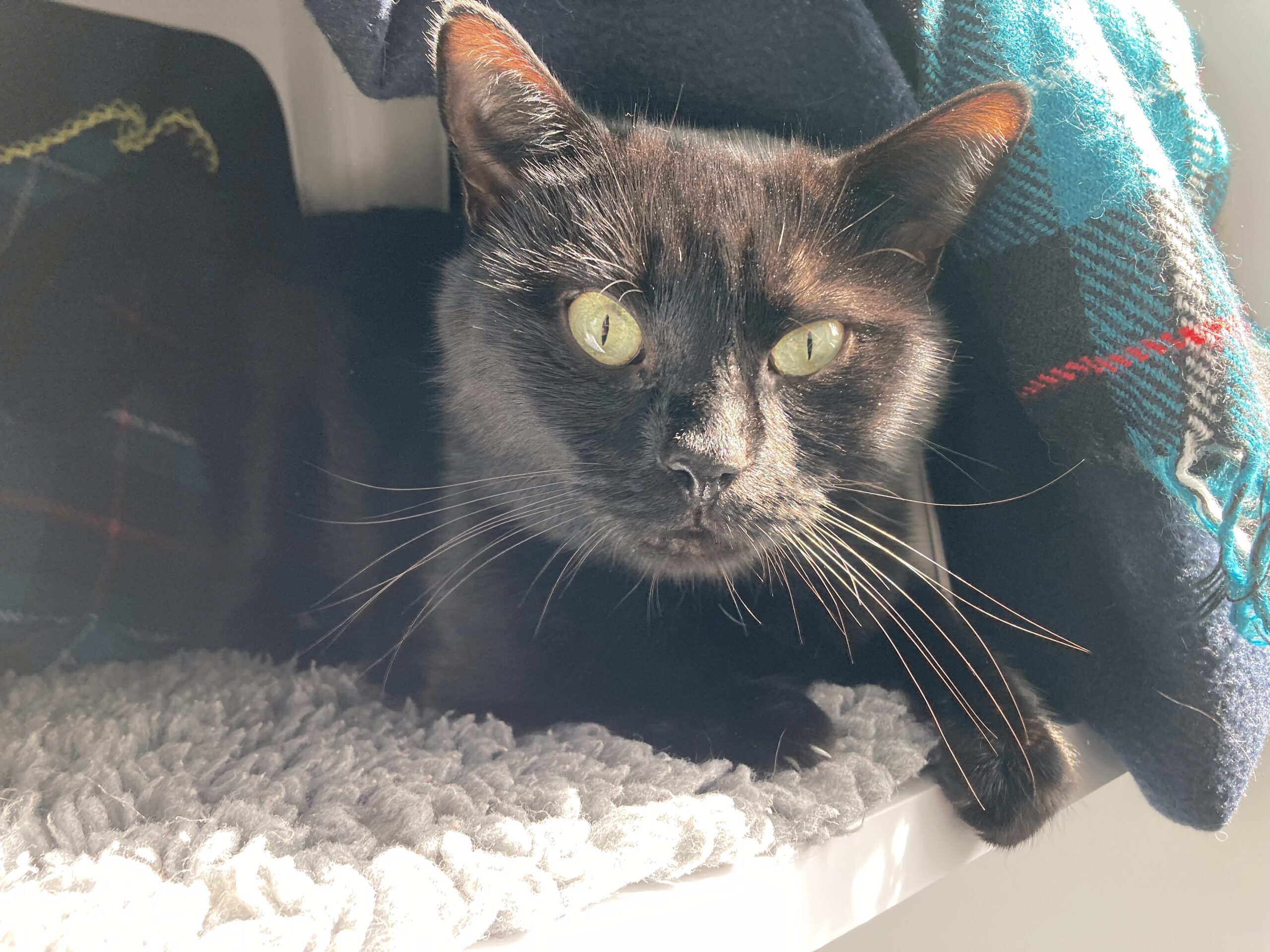 A black cat with green eyes lies on a soft gray mat, partly covered by a blue and green plaid blanket, with sunlight shining on its face.