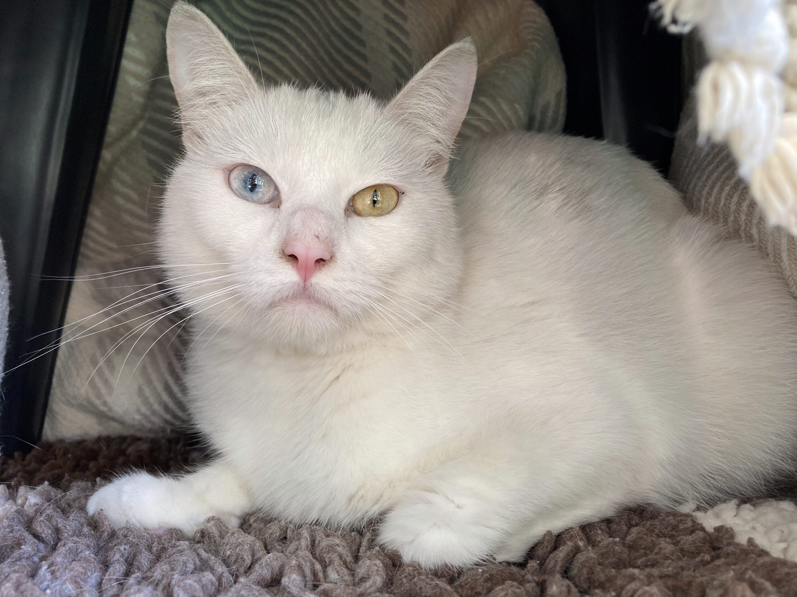 A white cat with one blue eye and one yellow eye lies on a brown and beige textured blanket, looking directly at the camera. The background features a soft, patterned fabric.