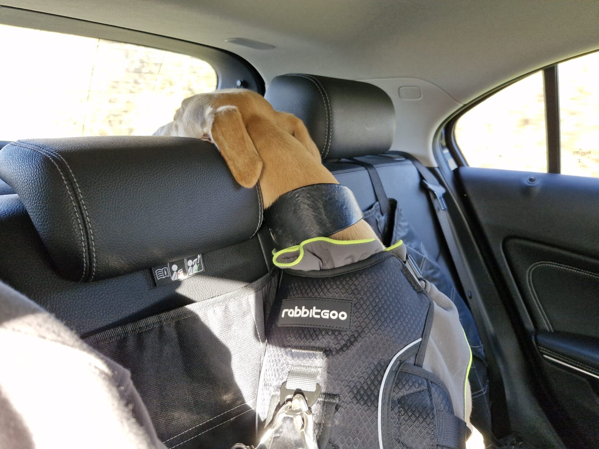 Floyd, a lurcher dog wearing a black rabbitgoo harness, sits in the back seat of a car, resting his head on the headrest and gazing out the window as sunlight streams in.
