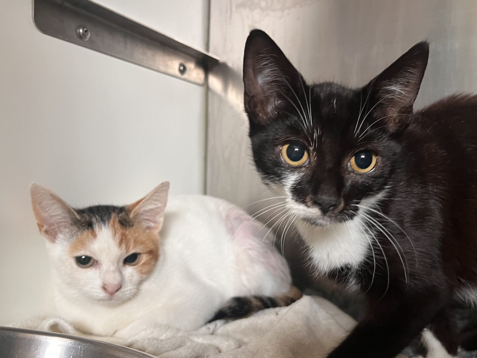 Two young cats sit close together on a white blanket. One is mostly white with orange and black patches, lying down, while the other is mostly black with white markings, sitting upright and looking directly at the camera.