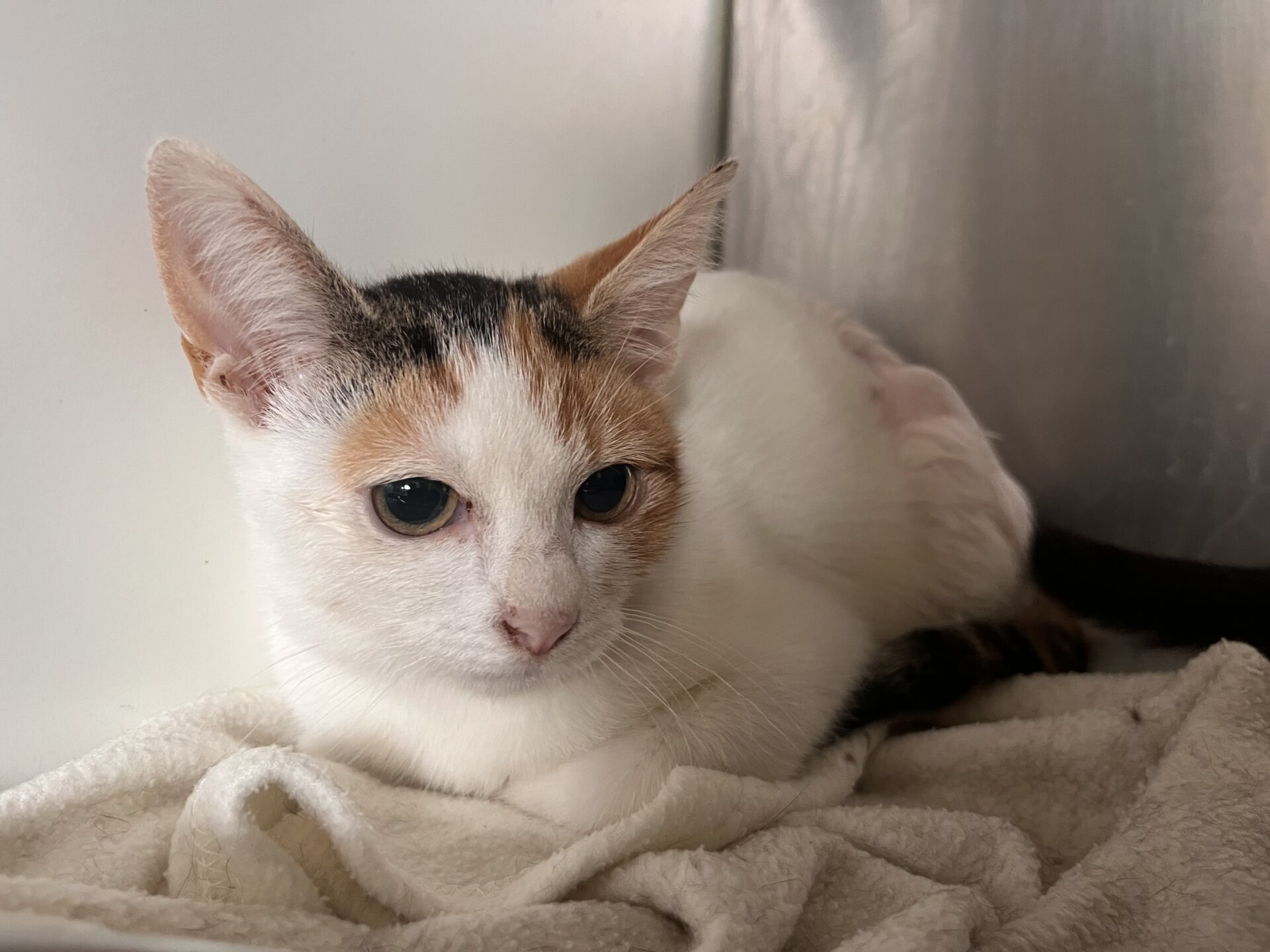 A small white cat with orange and black patches lounges on a soft beige blanket, looking alert with wide eyes. The background is neutral and softly lit.