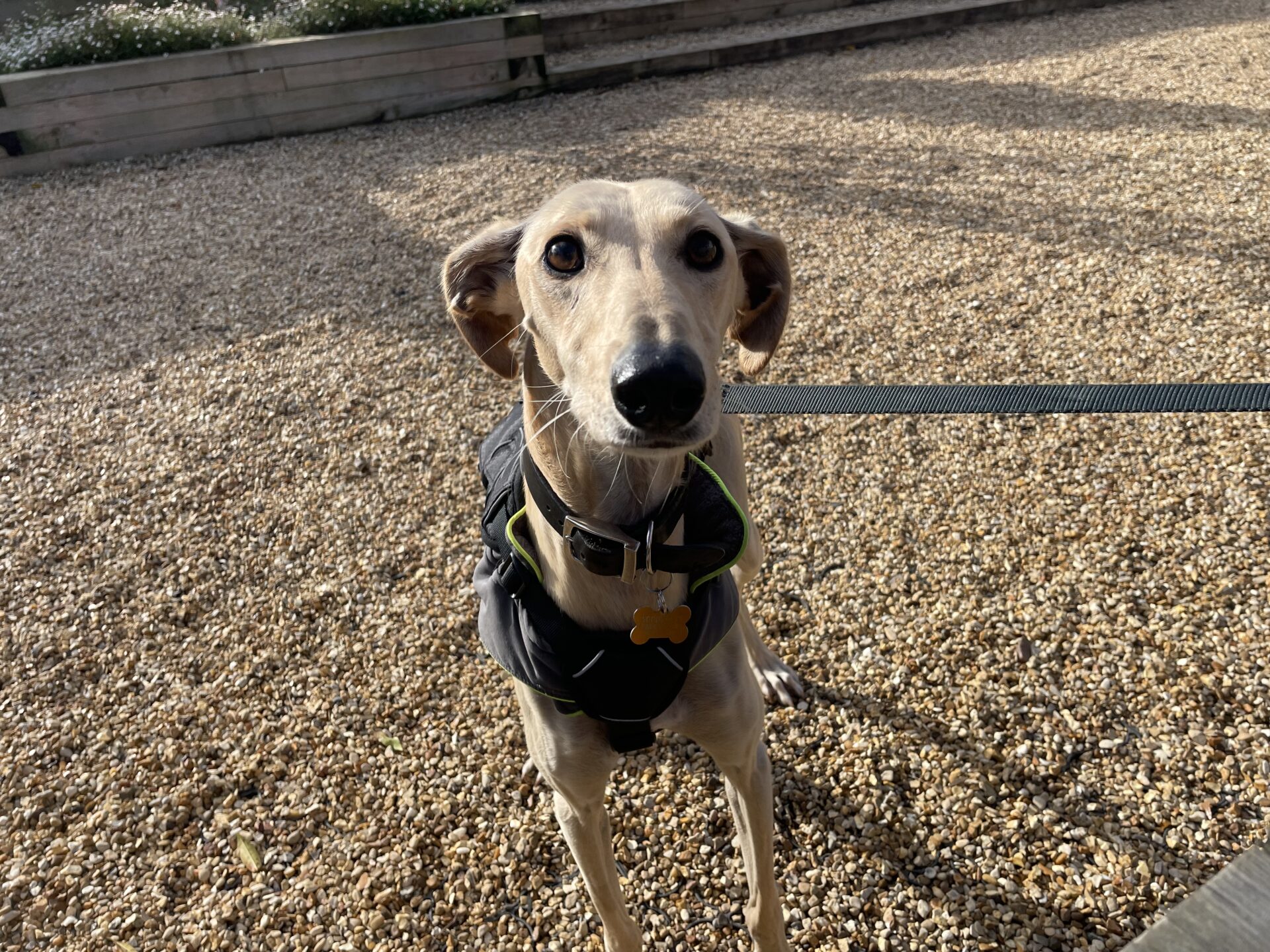 Floyd, a slender lurcher dog with large eyes and light tan fur, stands on a leash on a gravel path, wearing a black harness and looking directly at the camera.