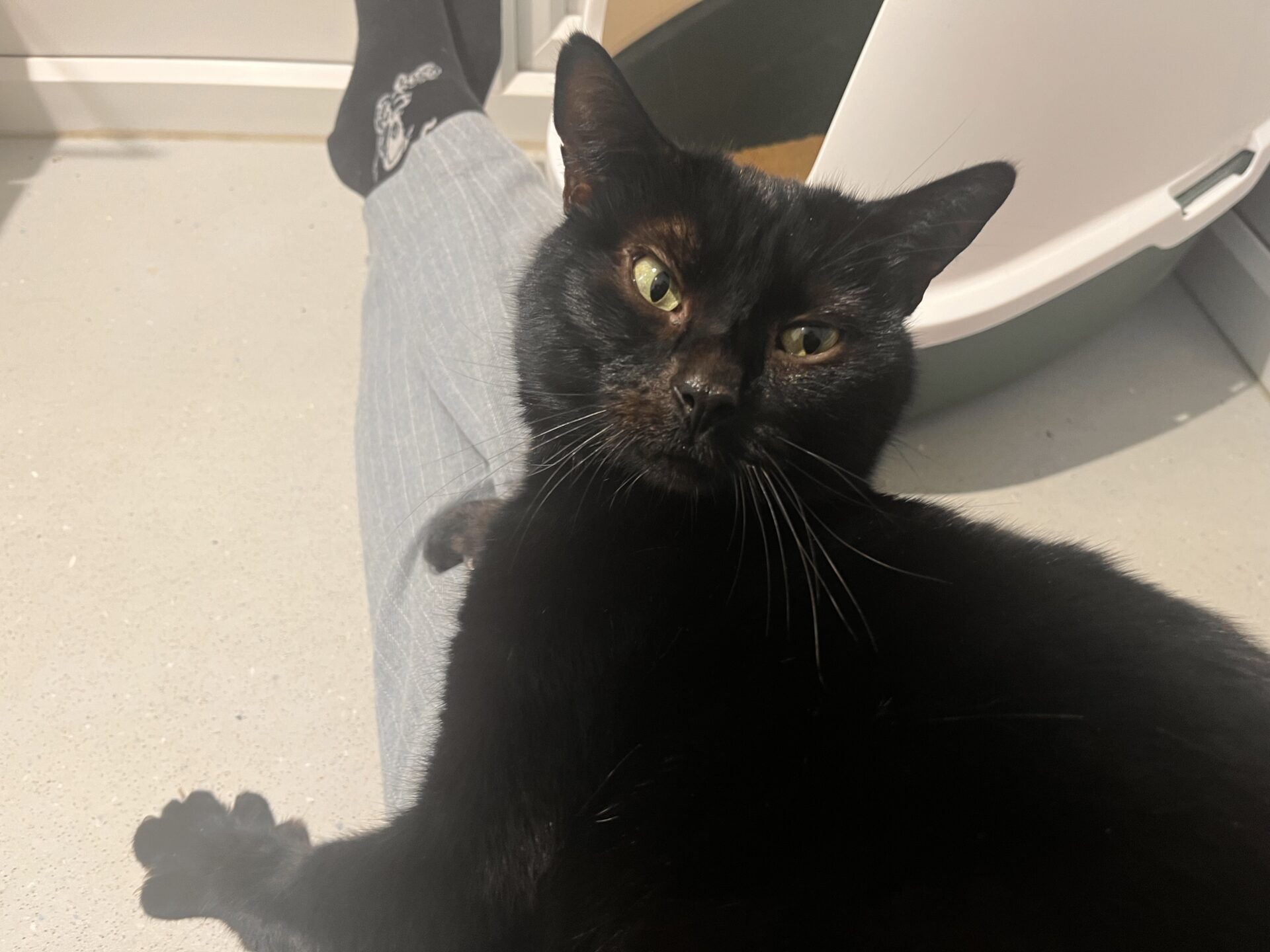 A black cat with green eyes rests on a persons lap, looking up at the camera. The person is wearing gray pants and black socks. The setting appears to be indoors, with a litter box visible in the background.