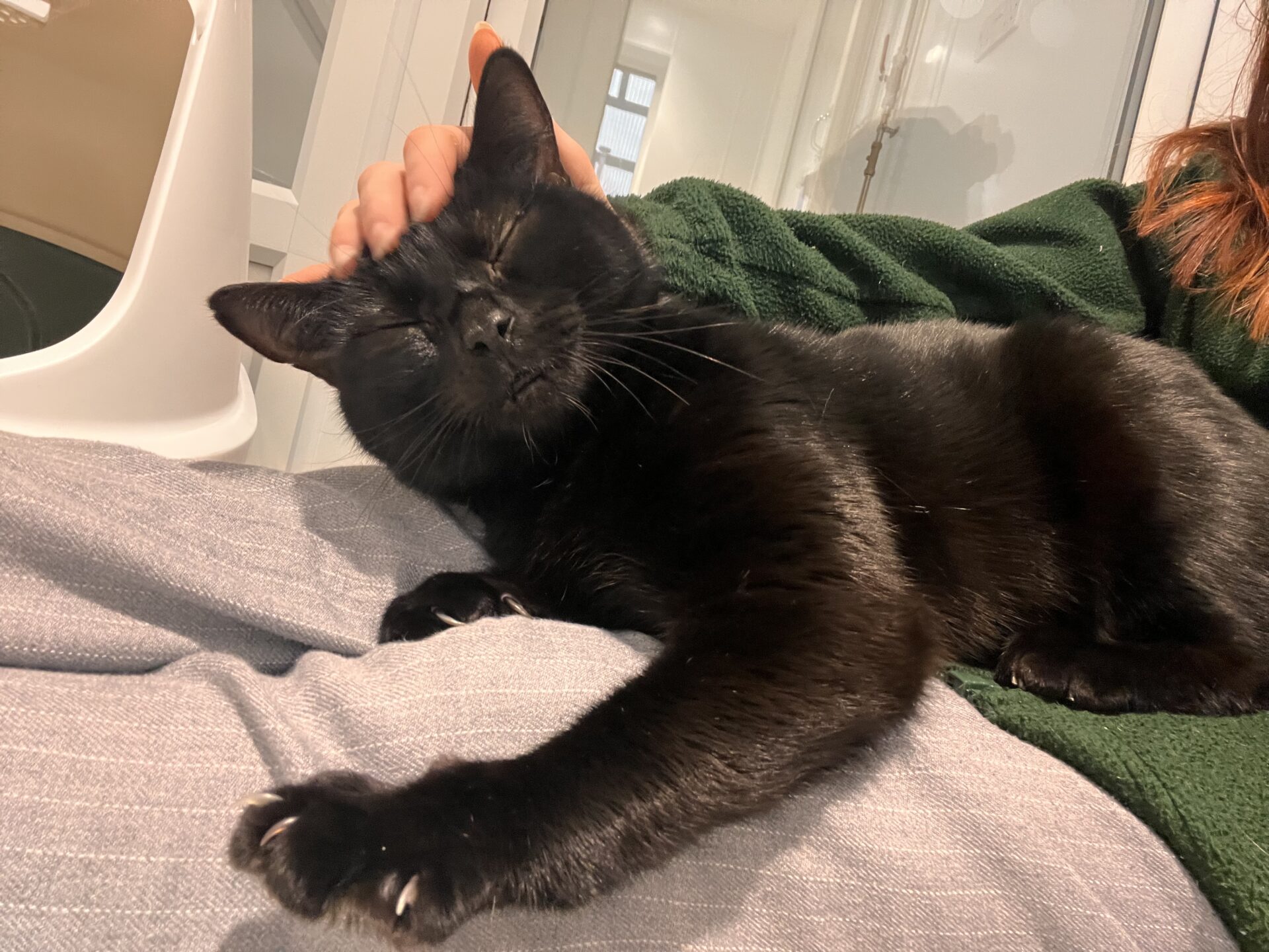A black cat with closed eyes relaxes on someones lap, stretching a paw forward while being gently petted on the head by a person wearing a green sweater. The cat looks content and comfortable indoors.