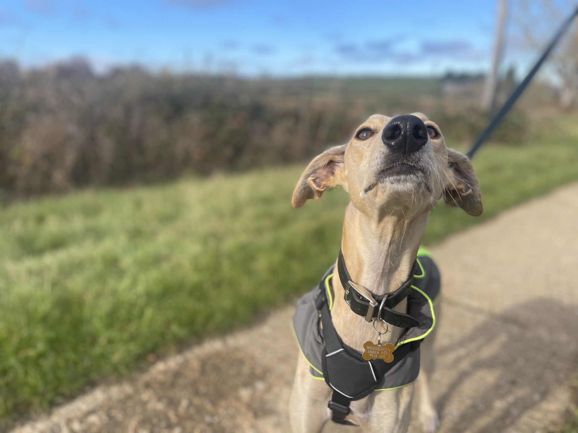 A tan floyd lurcher dog wearing a black harness and collar stands on a path, looking up with ears flapping. The background shows green grass, bushes, and a partly cloudy sky.